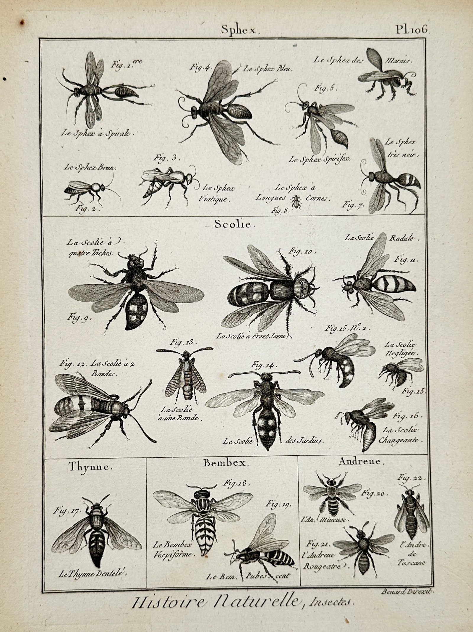 Robert Benard (1734–1777) – Study of Digger Wasps, Scoliid Wasps, and Mining Bees – Engraving: "Sphex. Scolie. Thynne. Bembex. Andrene." and "Histoire Naturelle, Insectes." illustrates a comprehensive entomological survey of various hymenopteran insects, including predatory digger wasps, scolii