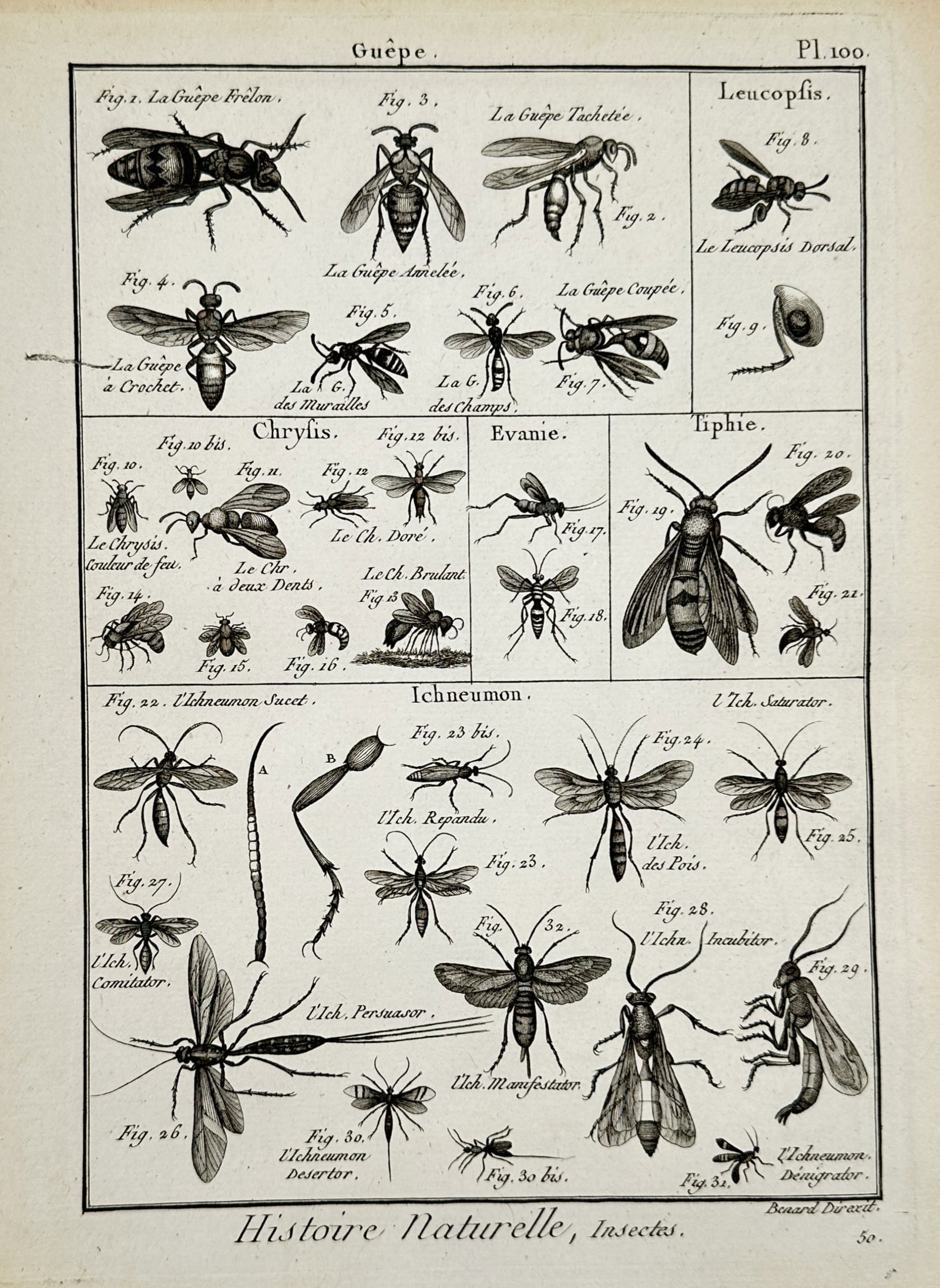Robert Benard (1734–1777) – Study of Wasps, Cuckoo Wasps, and Ichneumon Wasps – Engraving: "Guêpe. Chrysis. Evanie. Tiphie. Ichneumon." and "Histoire Naturelle, Insectes." illustrates an extensive entomological classification of hymenopteran insects, featuring various species of social was