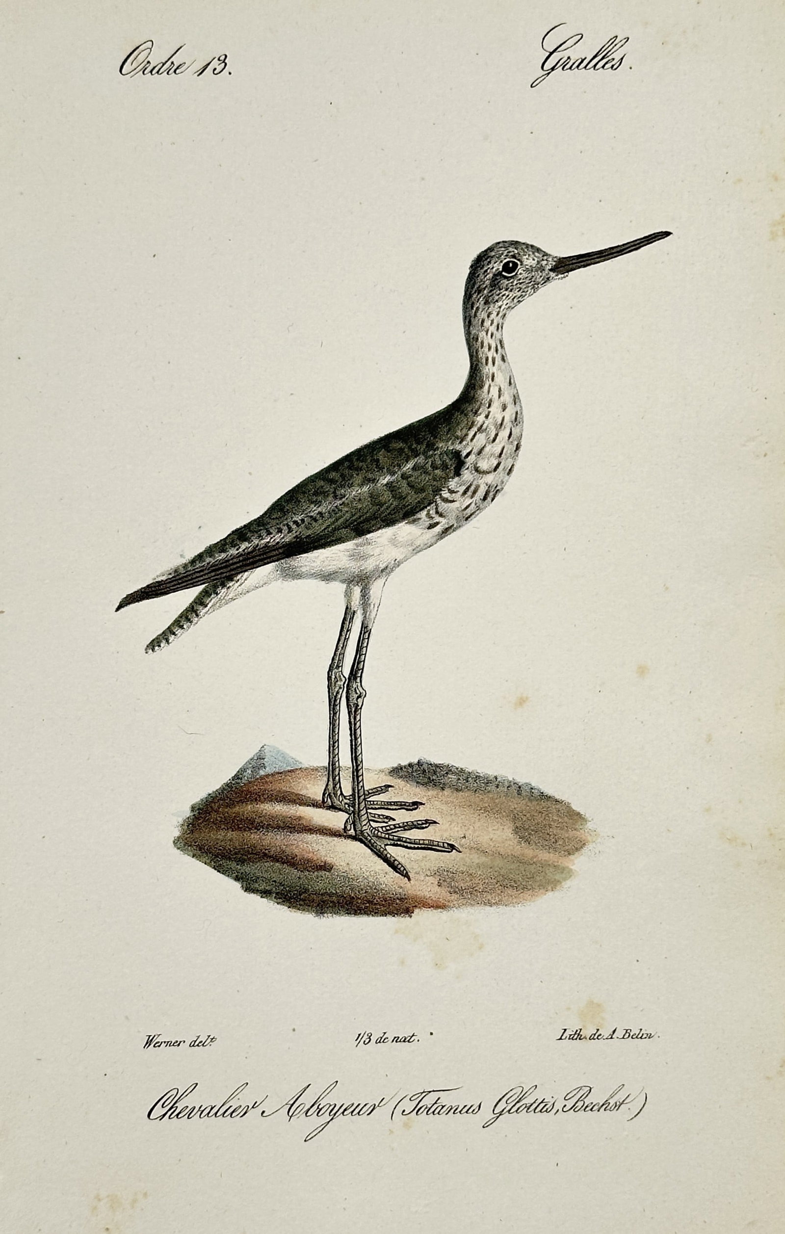 Jean-Charles Werner (1791–1849) – Common Greenshank – Hand-coloured lithograph (1820–1840): "Chevalier A-boyeur (Totanus Glottis, Bechst.)" and "Ordre 13. Gralles." depicts a common greenshank standing on a small mound of earth, showcasing its long legs and characteristic slightly upturned b