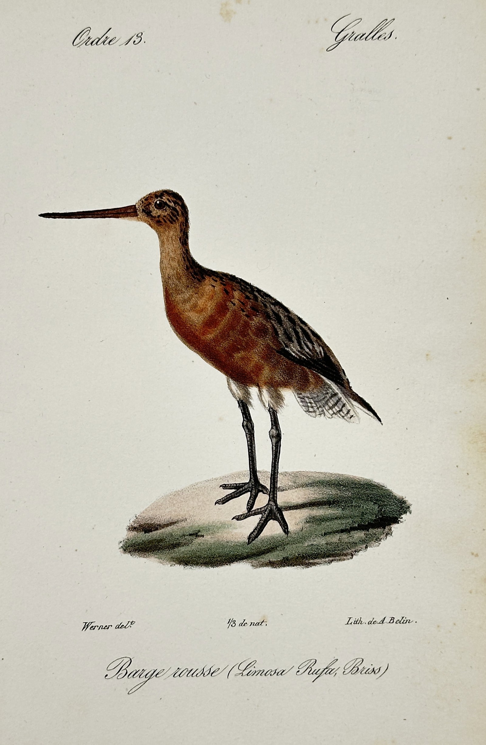 Jean-Charles Werner (1791–1849) – Bar-tailed Godwit – Hand-coloured lithograph (1820–1840) (1 of 2)