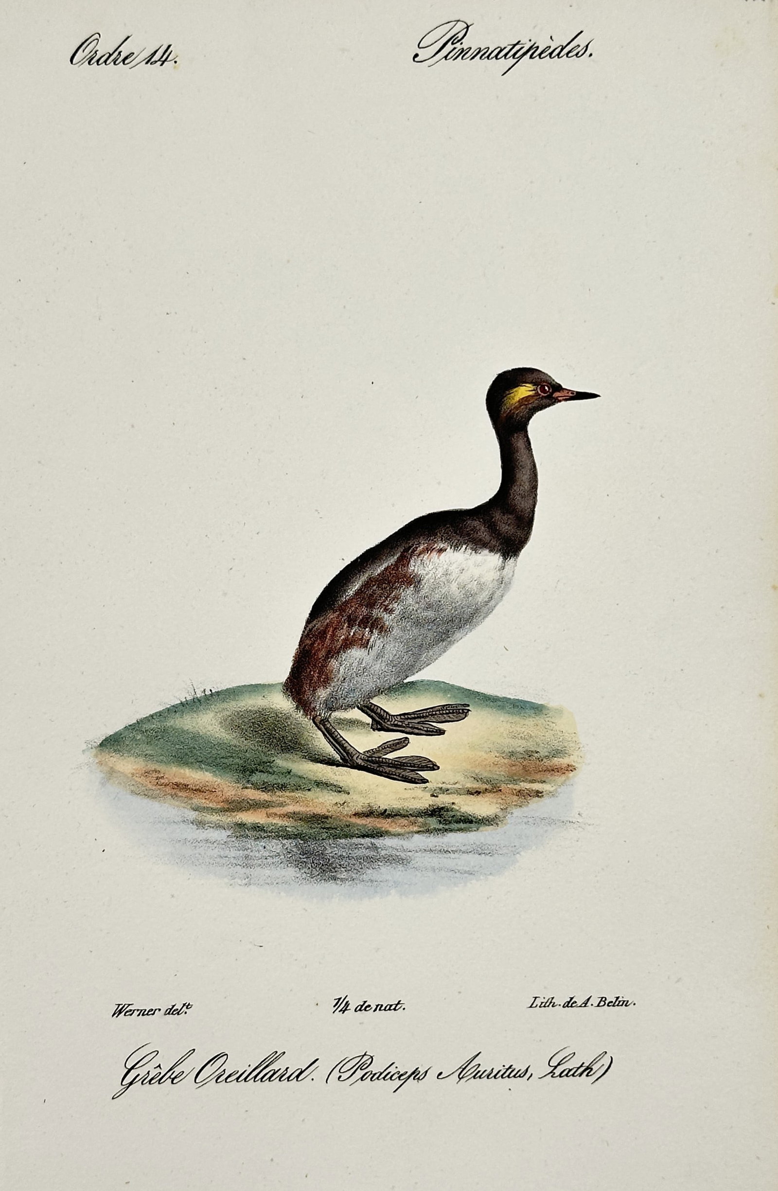 Jean-Charles Werner (1791–1849) – Horned Grebe – Hand-coloured lithograph (1820–1840) (1 of 2)