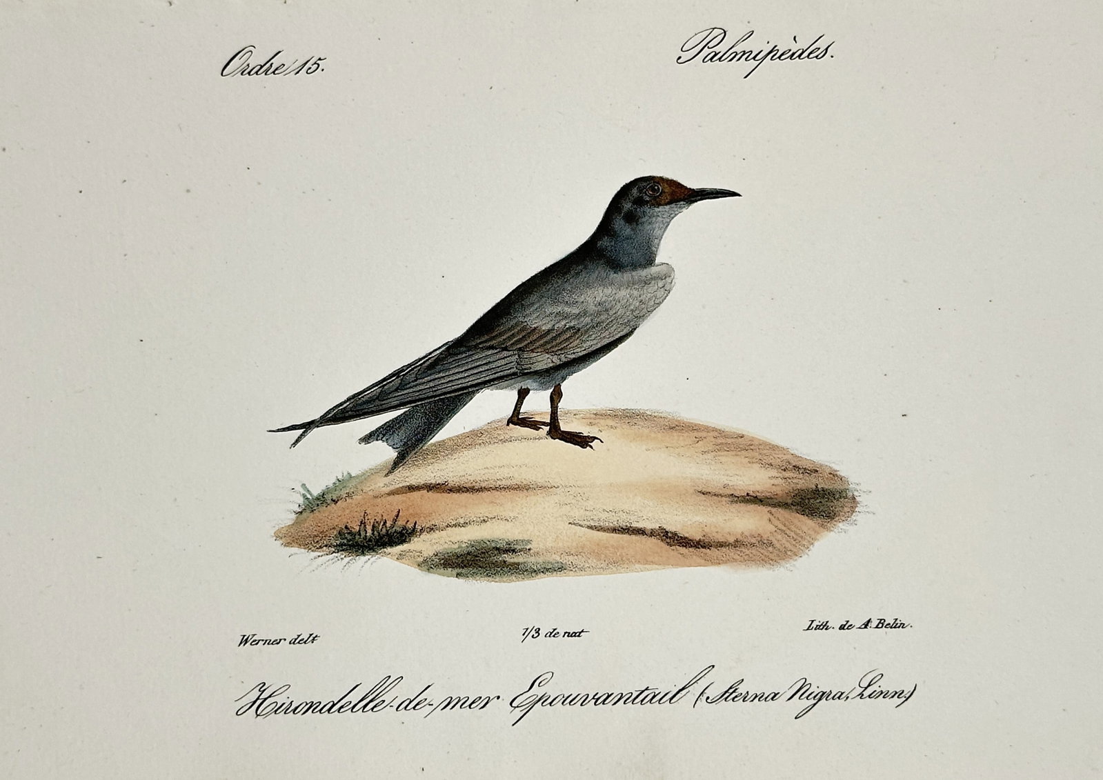 Jean-Charles Werner (1791–1849) – Black Tern – Hand-coloured lithograph (1820–1840) (1 of 2)