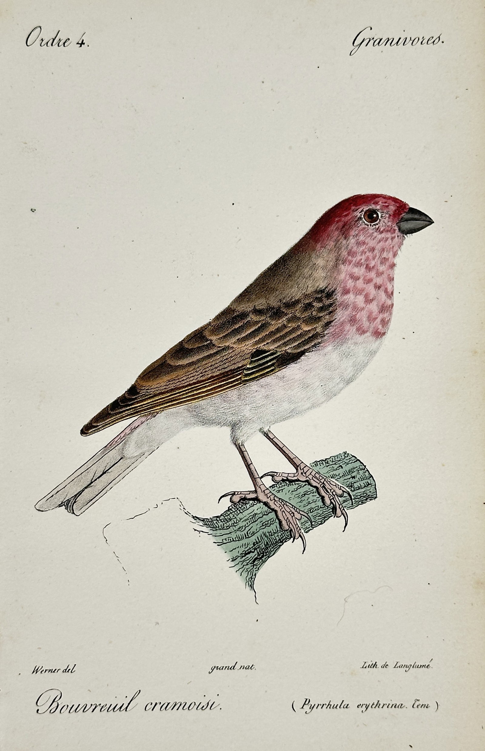 Jean-Charles Werner (1791–1849) – Common Rosefinch – Hand-coloured lithograph (1820–1840) (1 of 2)