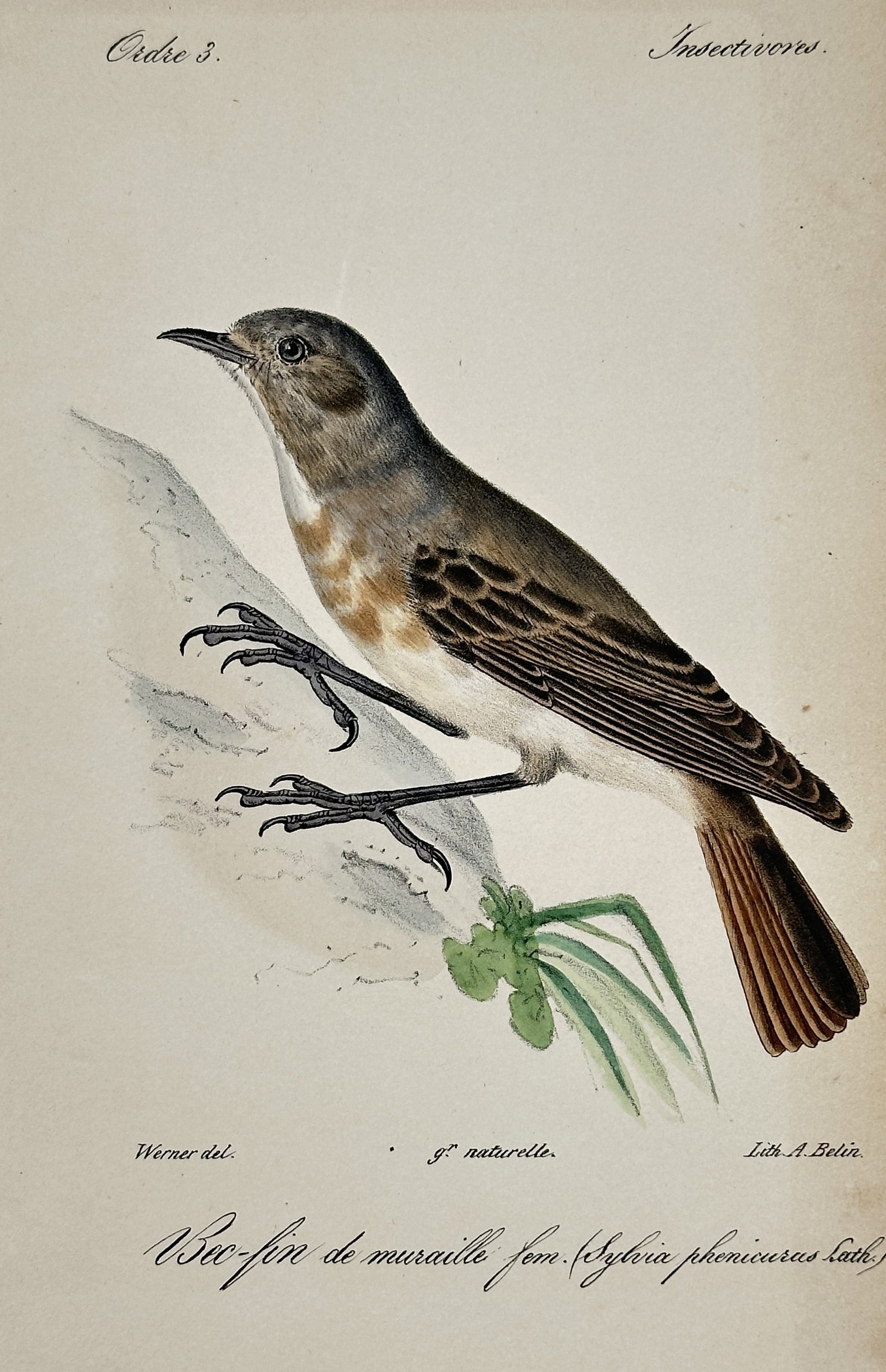 Jean-Charles Werner (1791–1849) – Common Redstart Female – Hand-coloured lithograph (1 of 2)