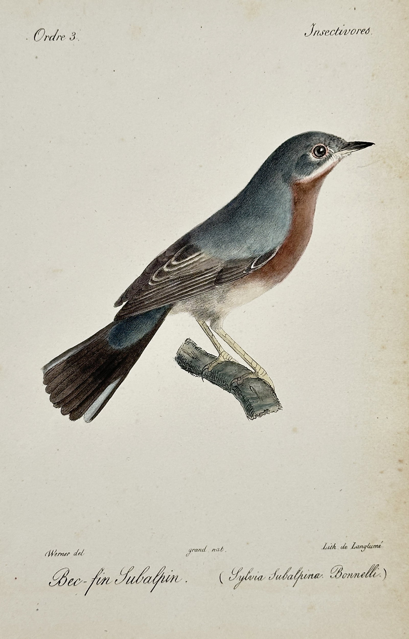 Jean-Charles Werner (1791–1849) – Subalpine Warbler – Hand-coloured lithograph (1820–1840) (1 of 2)