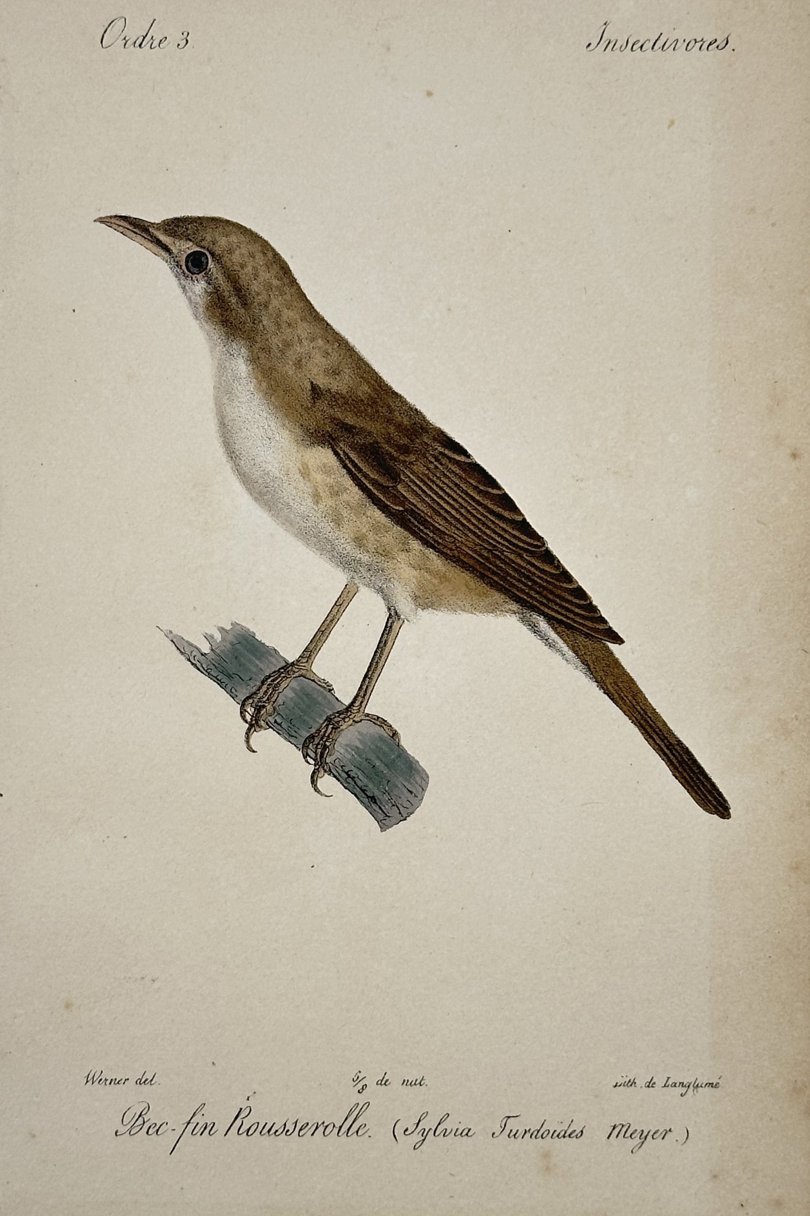 Jean-Charles Werner (1791–1849) – Great Reed Warbler – Hand-coloured lithograph (1820–1840): "Bec-fin Rousserolle. (Sylvia Turdoïdes Meyer.)" and "Ordre 3. Insectivores." illustrates a great reed warbler perched on a branch, showcasing its robust build, pointed bill, and olive-brown plumage.
