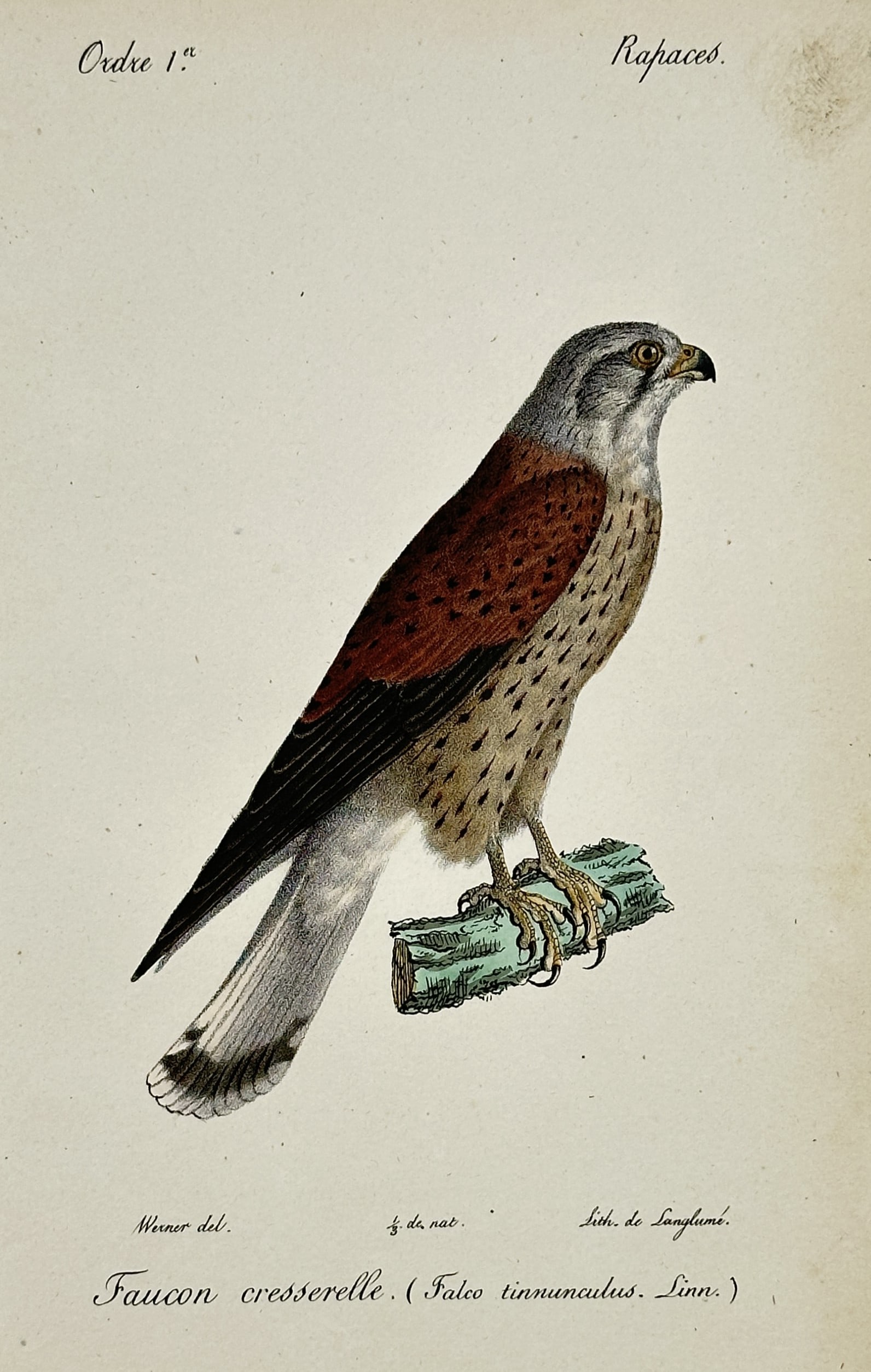 Jean-Charles Werner (1791–1849) – Common Kestrel – Hand-coloured lithograph (1820–1840) (1 of 2)