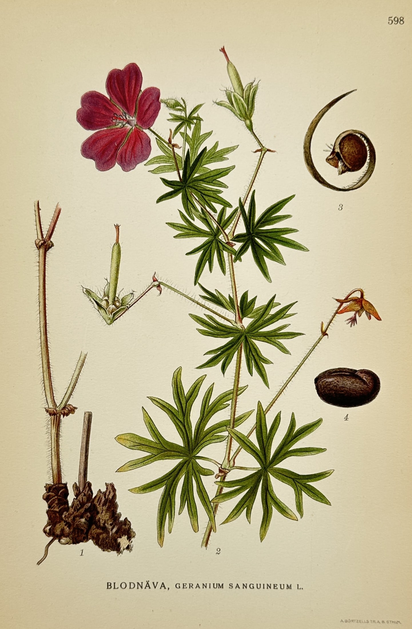 Carl Axel Magnus Lindman (1856–1928) – Study of Bloody Crane's-bill – Lithograph (1901–1905): "Blodnäva, Geranium Sanguineum L." illustrates the botanical characteristics of the bloody crane's-bill, featuring a vibrant magenta flower, deeply lobed green leaves, and detailed anatomical views o