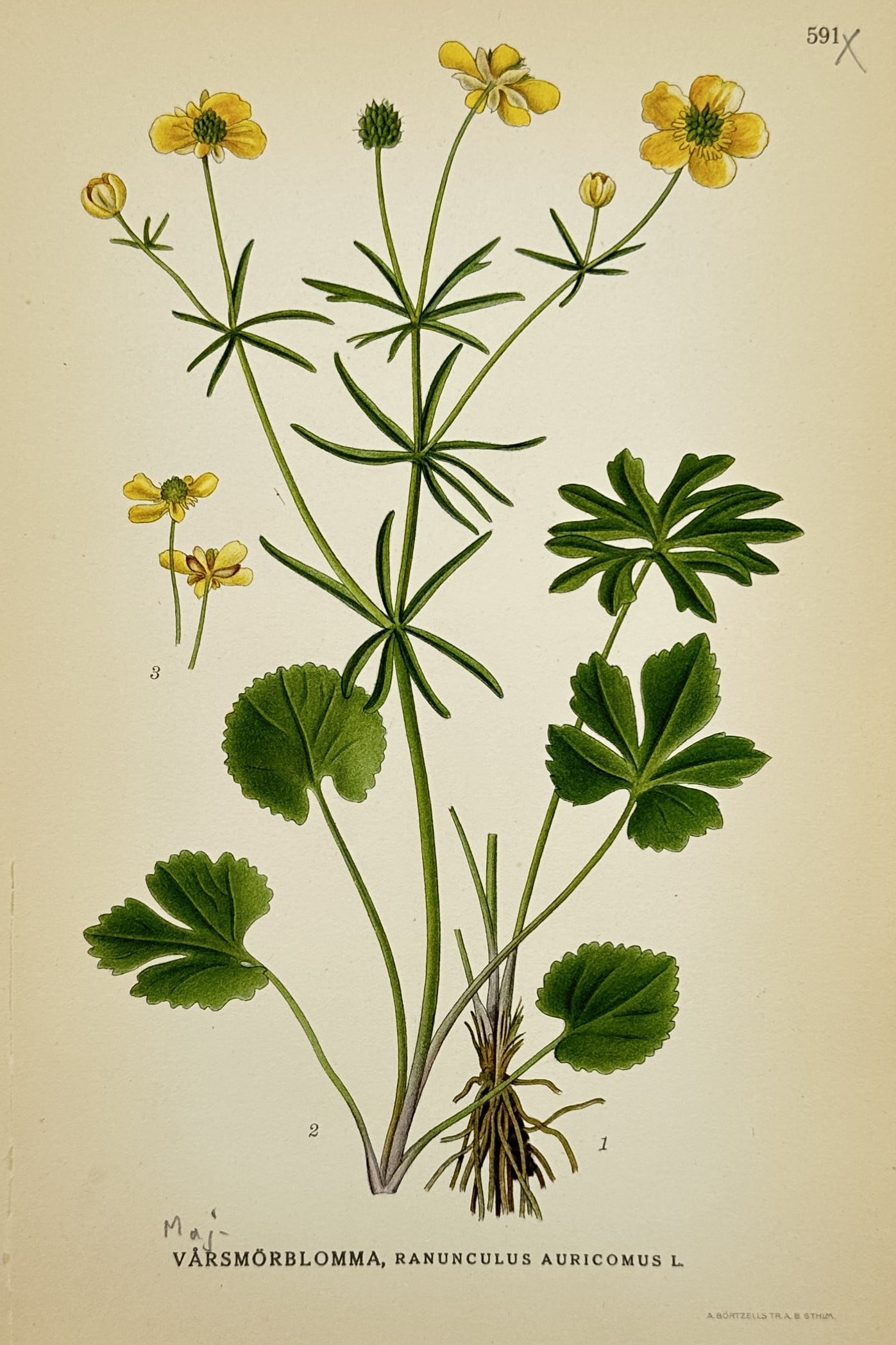 Carl Axel Magnus Lindman (1856–1928) – Study of Goldilocks Buttercup – Lithograph: "Vårsmörblomma, Ranunculus Auricomus L." illustrates the morphological features of the goldilocks buttercup, displaying its bright yellow flowers, varied leaf shapes, and fibrous root system. This l
