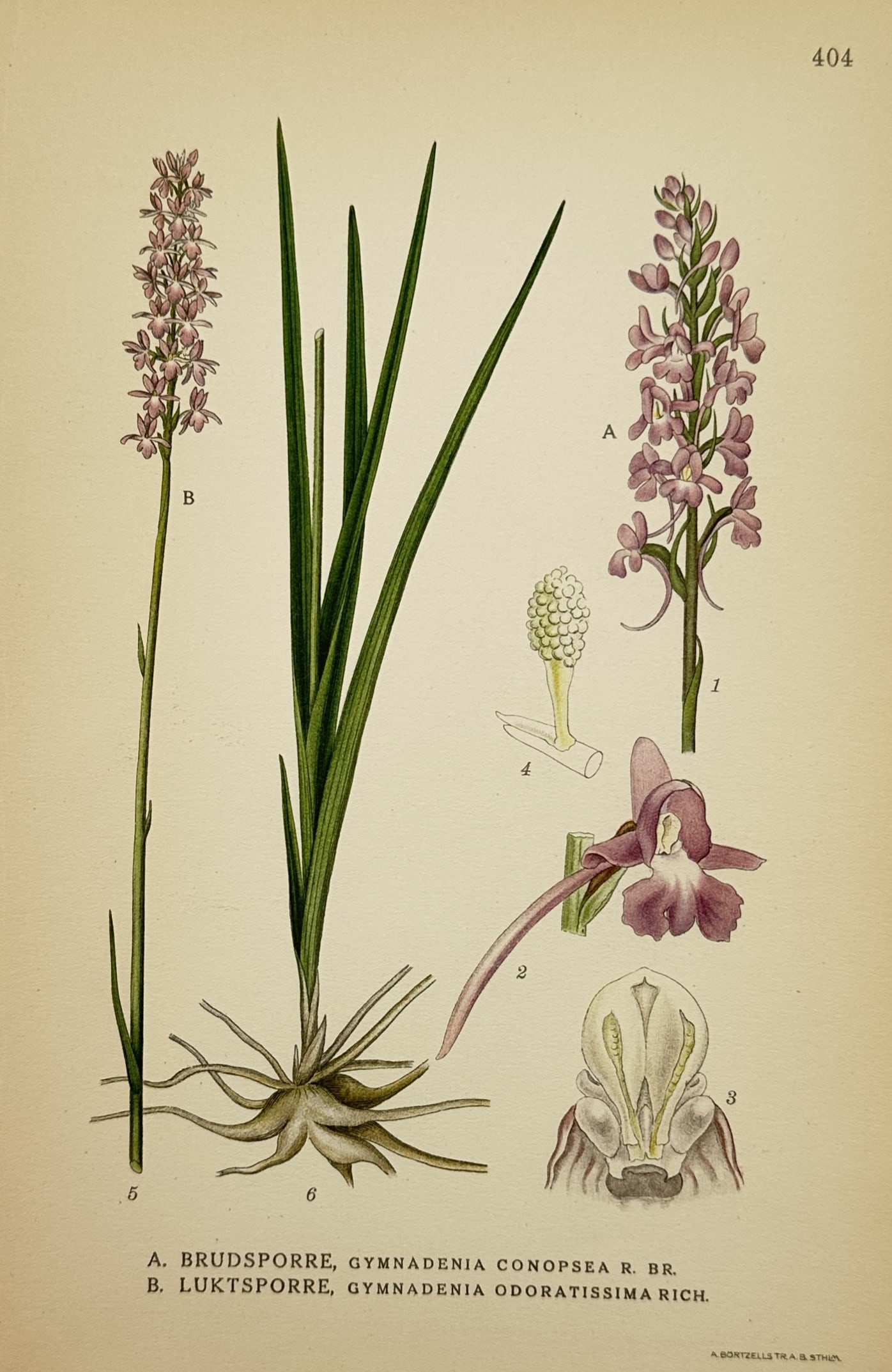 Carl Axel Magnus Lindman (1856–1928) – Study of Fragrant Orchids – Lithograph (1901–1905): "A. Brudsporre, Gymnadenia Conopsea R. Br. B. Luktsporre, Gymnadenia Odoratissima Rich." illustrates the botanical details of the fragrant orchid and the short-spurred fragrant orchid, featuring their