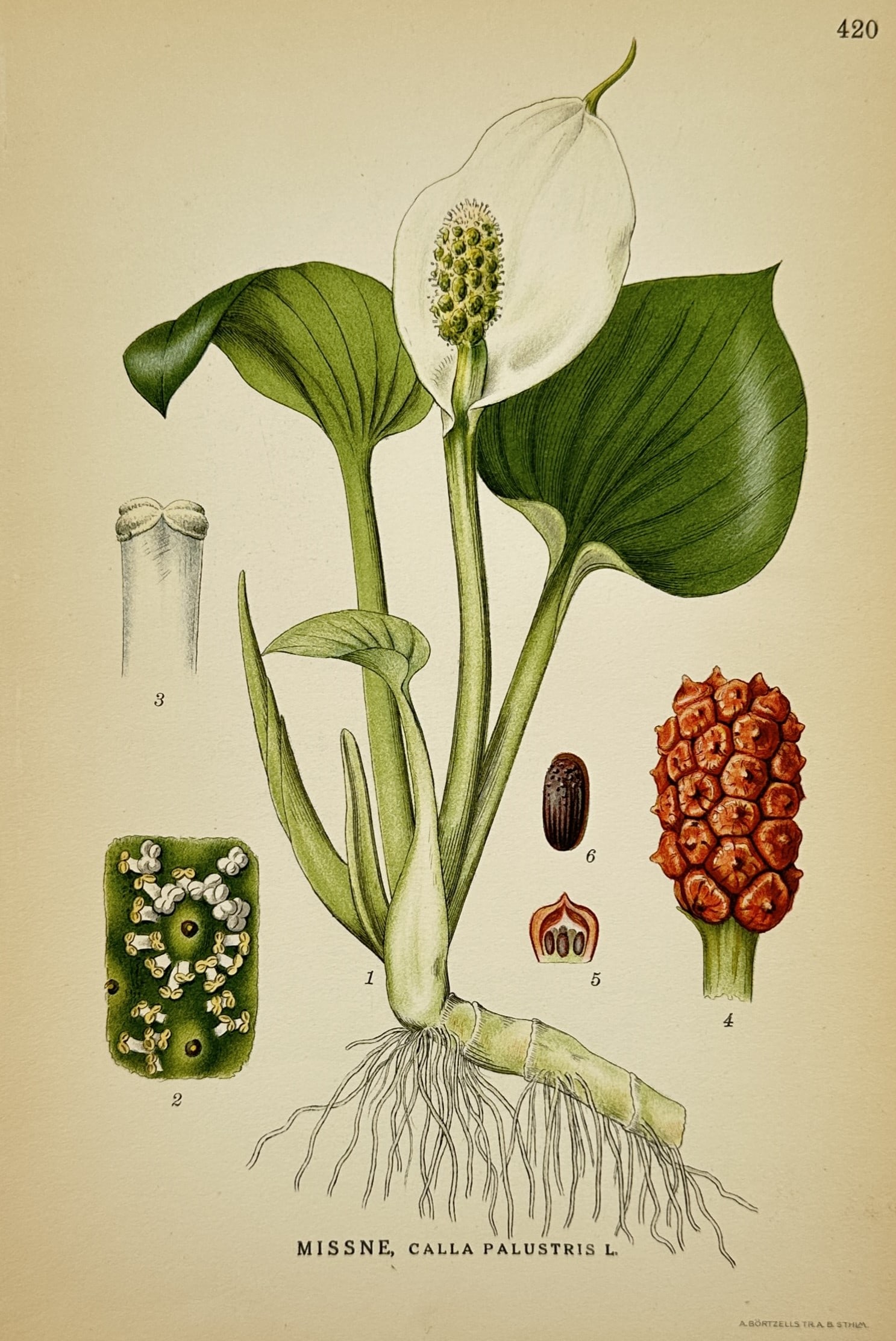 Carl Axel Magnus Lindman (1856–1928) – Study of Bog Arum – Lithograph (1901–1905): "Missne, Calla Palustris L." illustrates the botanical anatomy of the bog arum, featuring its distinctive white spathe and greenish spadix, heart-shaped glossy leaves, and thick creeping rhizome. The 