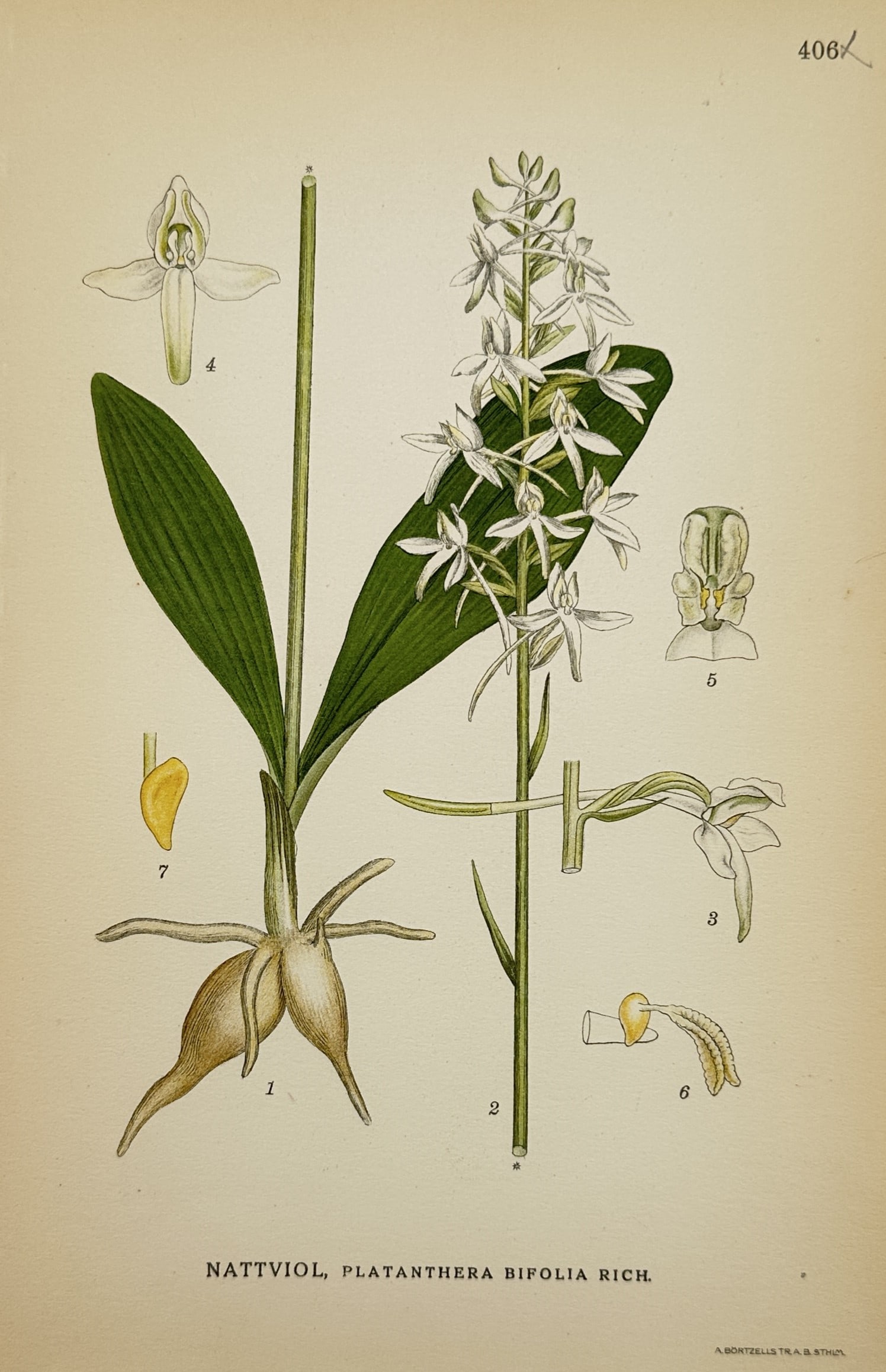 Carl Axel Magnus Lindman (1856–1928) – Study of Lesser Butterfly-orchid – Lithograph (1 of 2)