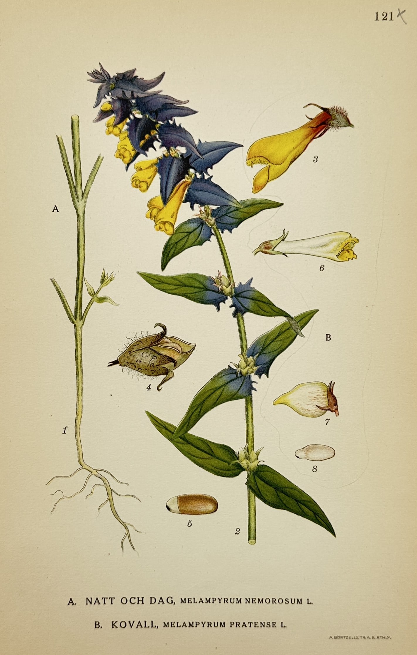 Carl Axel Magnus Lindman (1856–1928) – Study of Wood Cow-wheat and Common Cow-wheat: "A. Natt och Dag, Melampyrum Nemorosum L. B. Kovall, Melampyrum Pratense L." illustrates the botanical characteristics of two cow-wheat species, famously known in Sweden as "Night and Day" for the str