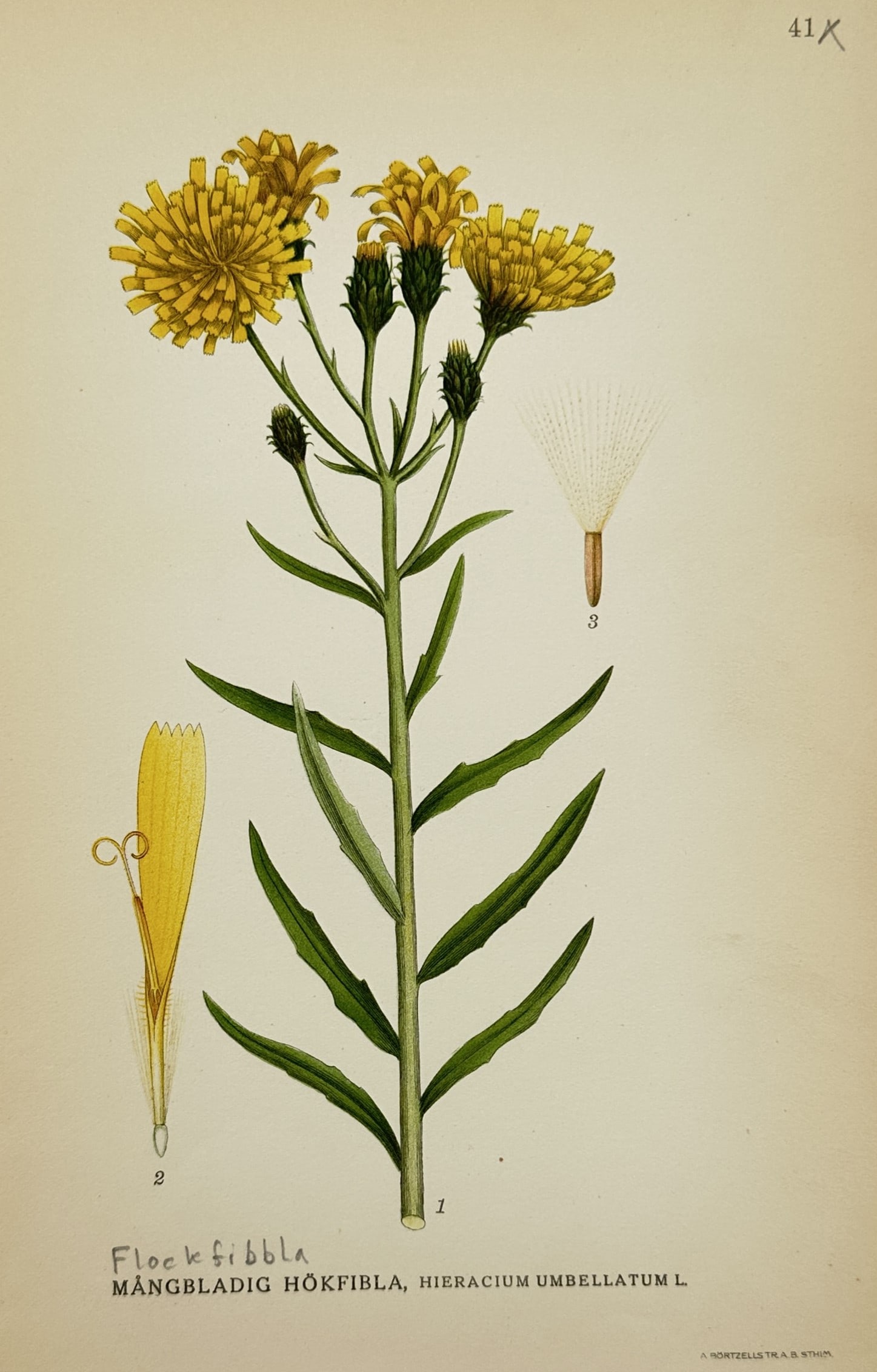 Carl Axel Magnus Lindman (1856–1928) – Study of Narrow-leaved Hawkweed – Lithograph (1 of 2)