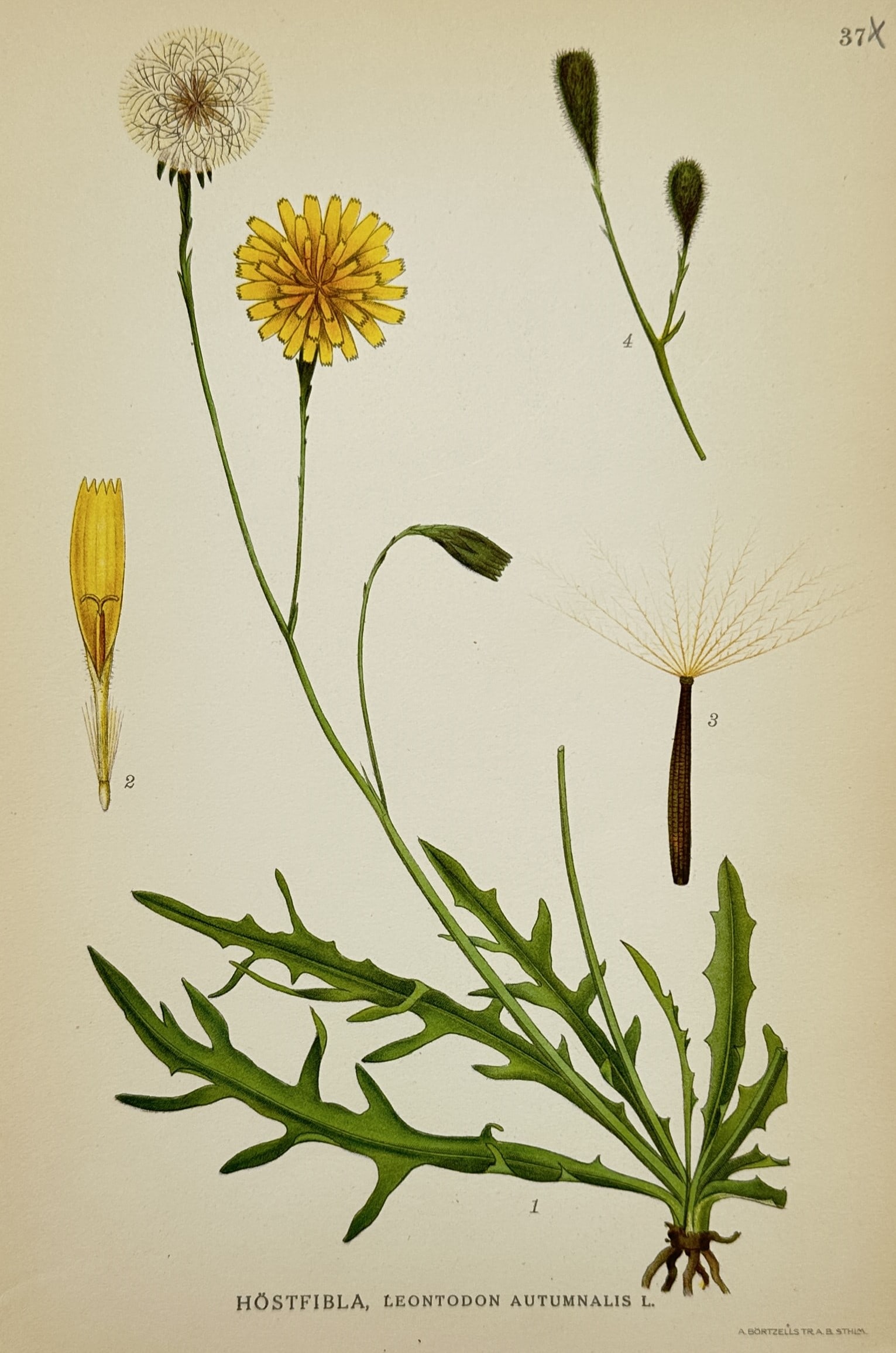 Carl Axel Magnus Lindman (1856–1928) – Study of Autumn Hawkbit – Lithograph (1901–1905): "Höstfibbla, Leontodon Autumnalis L." illustrates the botanical characteristics of the autumn hawkbit, featuring its dandelion-like yellow flower head, a mature seed head with feathery pappus, and a 