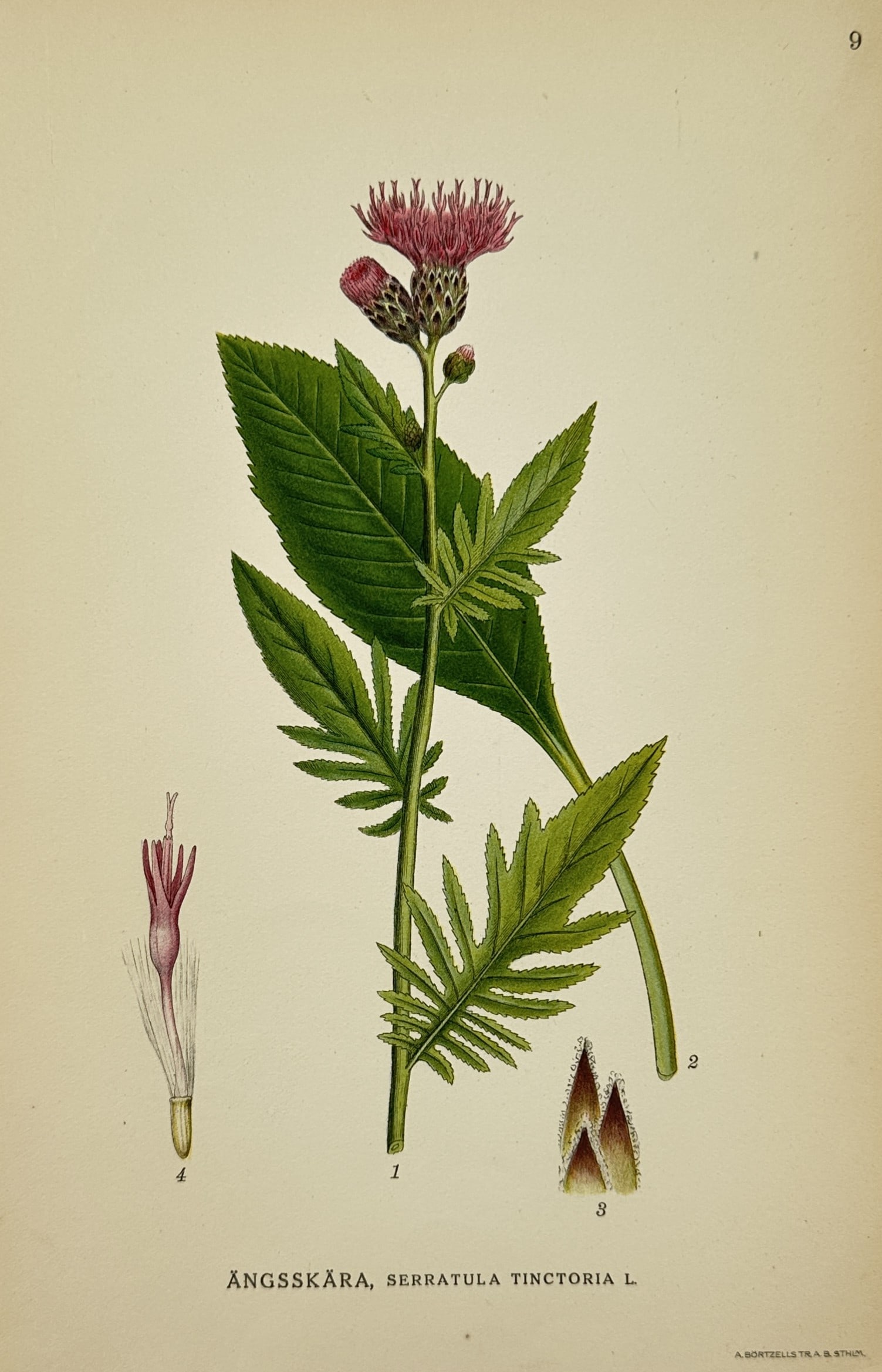 Carl Axel Magnus Lindman (1856–1928) – Study of Dyer's Plumeless Saw-wort – Lithograph: "Ängsskära, Serratula Tinctoria L." illustrates the botanical characteristics of the dyer's plumeless saw-wort, featuring its thistle-like purple flower heads and distinctive serrated, pinnatifid le