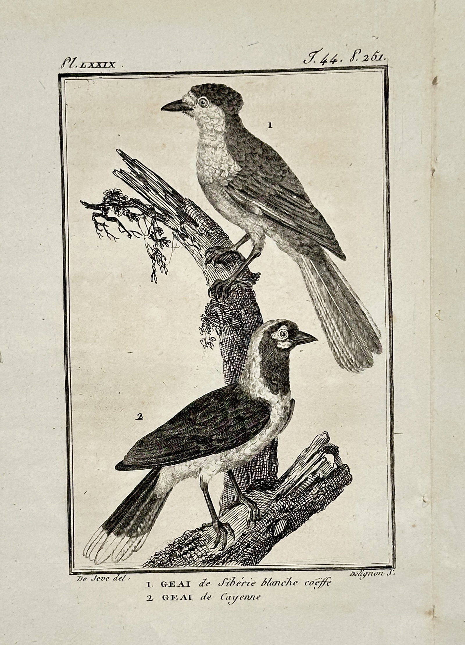 Georges-Louis Leclerc, Comte de Buffon – White-headed Jay and Cayenne Jay – Engraving: "1. Geai de Sibérie blanche coëffé. 2. Geai de Cayenne." and "Pl. LXXIX." illustrates two distinct jay species perched on a rugged, moss-covered branch. This engraving was published in the monument