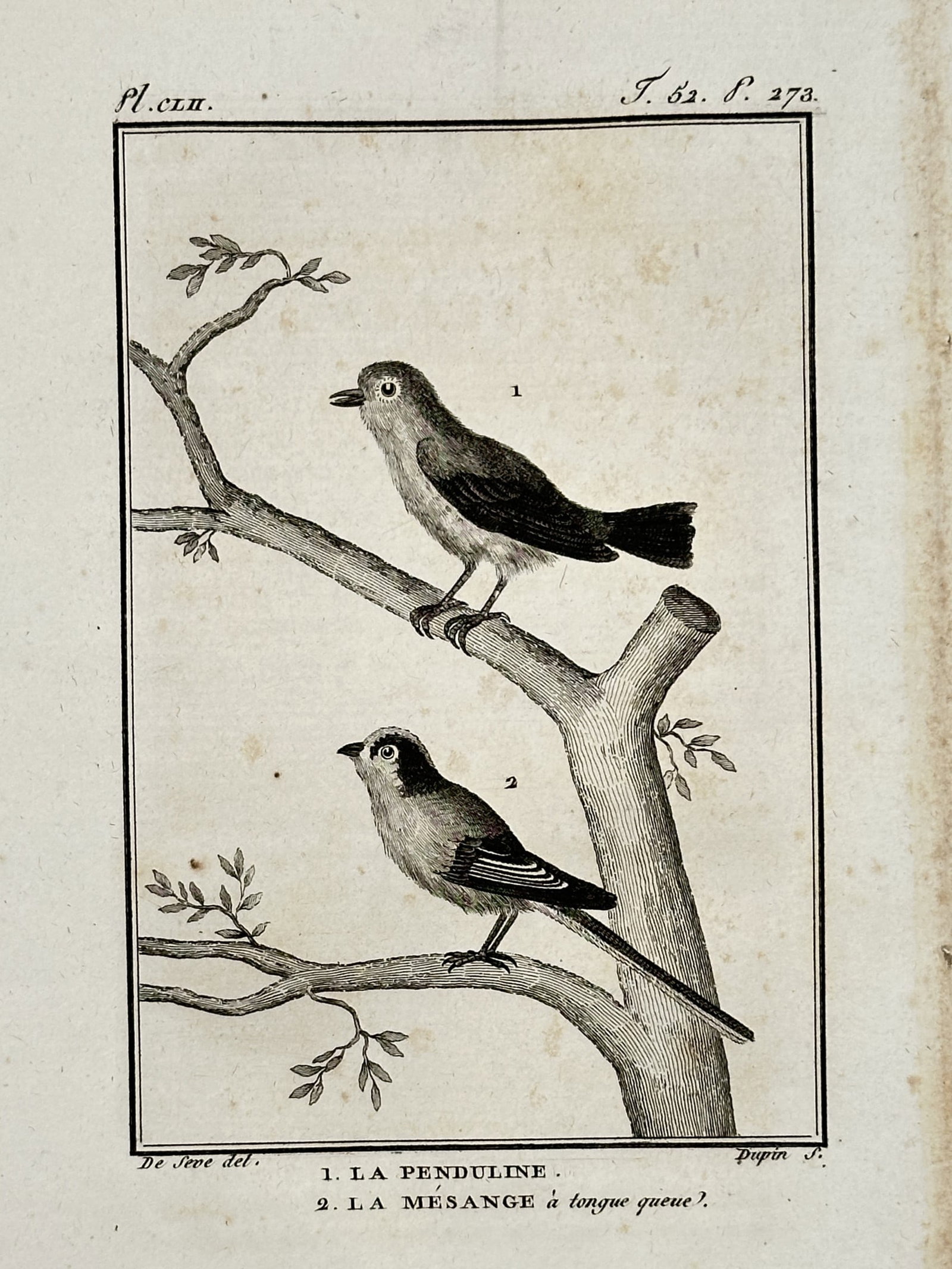 Georges-Louis Leclerc, Comte de Buffon – Penduline Tit and Long-tailed Tit – Engraving: "1. LA PENDULINE. 2. LA MÉSANGE à longue queue." and "Pl. CLII." illustrates two small, delicate songbirds perched on the branches of a tree with emerging leaves. This engraving was published in the