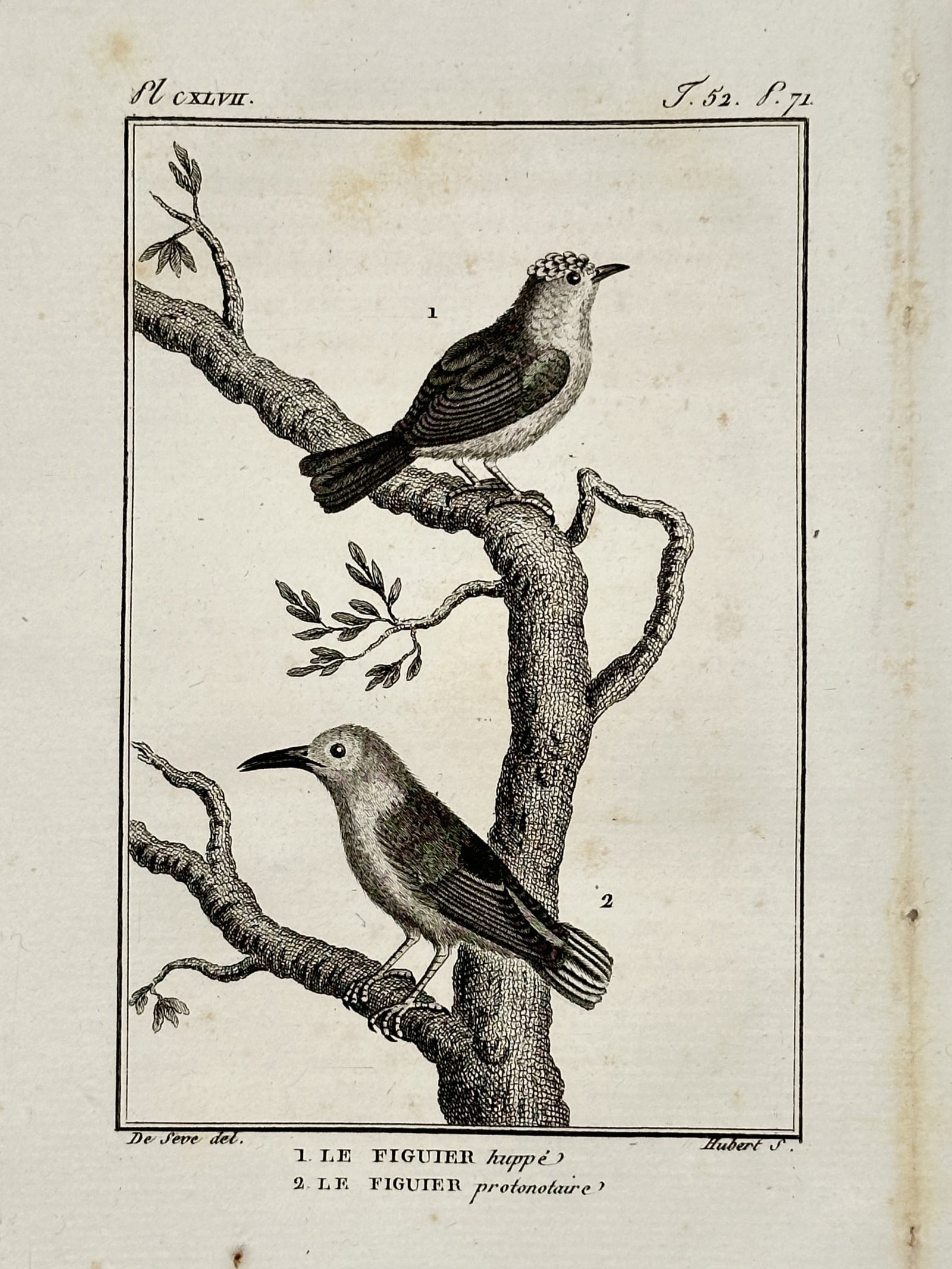 Georges-Louis Leclerc, Comte de Buffon – Crested Warbler and Prothonotary Warbler – Engraving: "1. LE FIGUIER huppé. 2. LE FIGUIER protonotaire." and "Pl. CXLVII." illustrates two species of New World warblers perched on the gnarled branches of a tree. This engraving was published in the landm