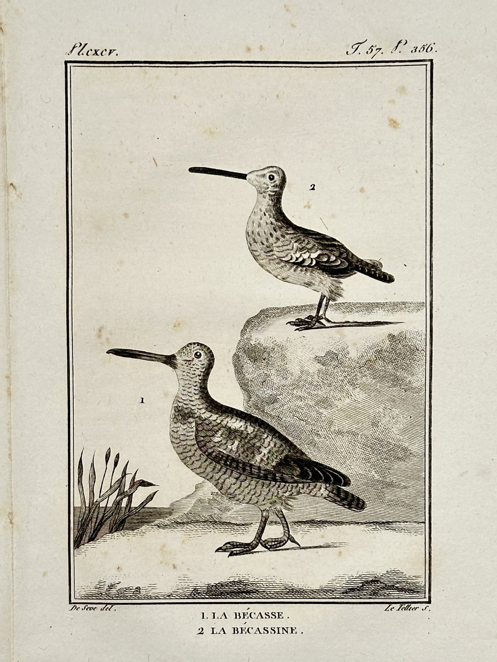 Georges-Louis Leclerc, Comte de Buffon – Woodcock and Snipe – Engraving (1770–1783): "1. LA BÉCASSE. 2. LA BÉCASSINE." and "Pl. CXCV." illustrates two species of wading birds—the Eurasian woodcock and a snipe—depicted in a naturalistic shore setting with rocks and reeds. This en