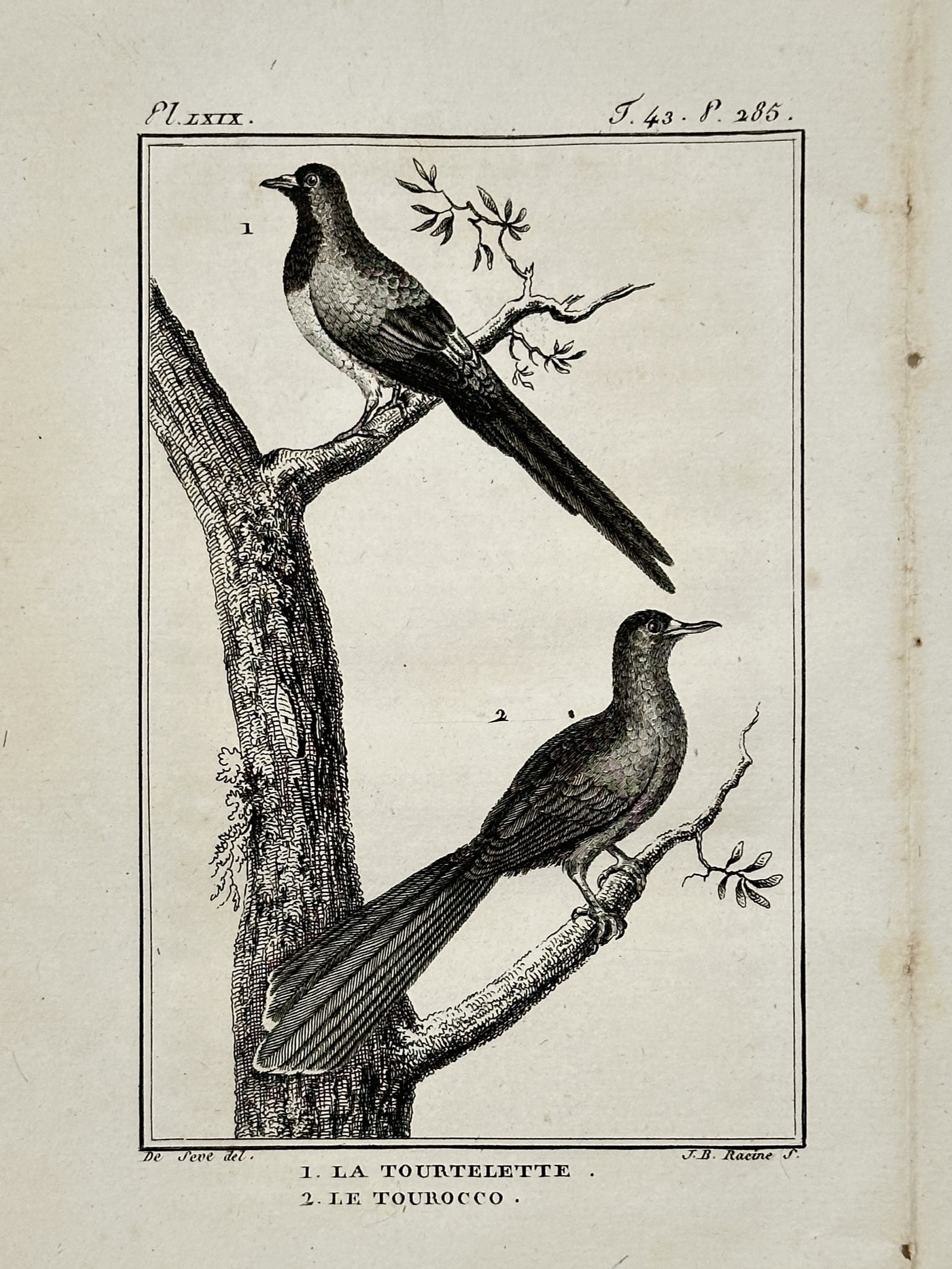 Georges-Louis Leclerc, Comte de Buffon – Cape Dove and Turaco – Engraving (1770–1783): "1. LA TOURTELETTE. 2. LE TOUROCCO." and "Pl. LXIX." illustrates two distinct bird species, a small dove and a turaco, perched on the branches of a textured, mossy tree trunk. This engraving was publi
