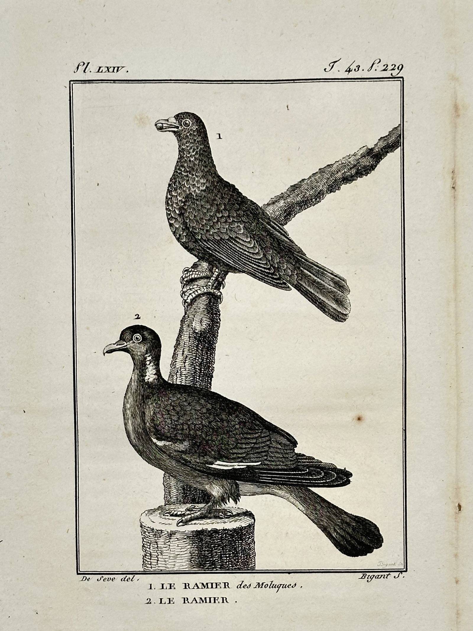Georges-Louis Leclerc, Comte de Buffon – Moluccan Wood Pigeon and Common Wood Pigeon (1 of 2)