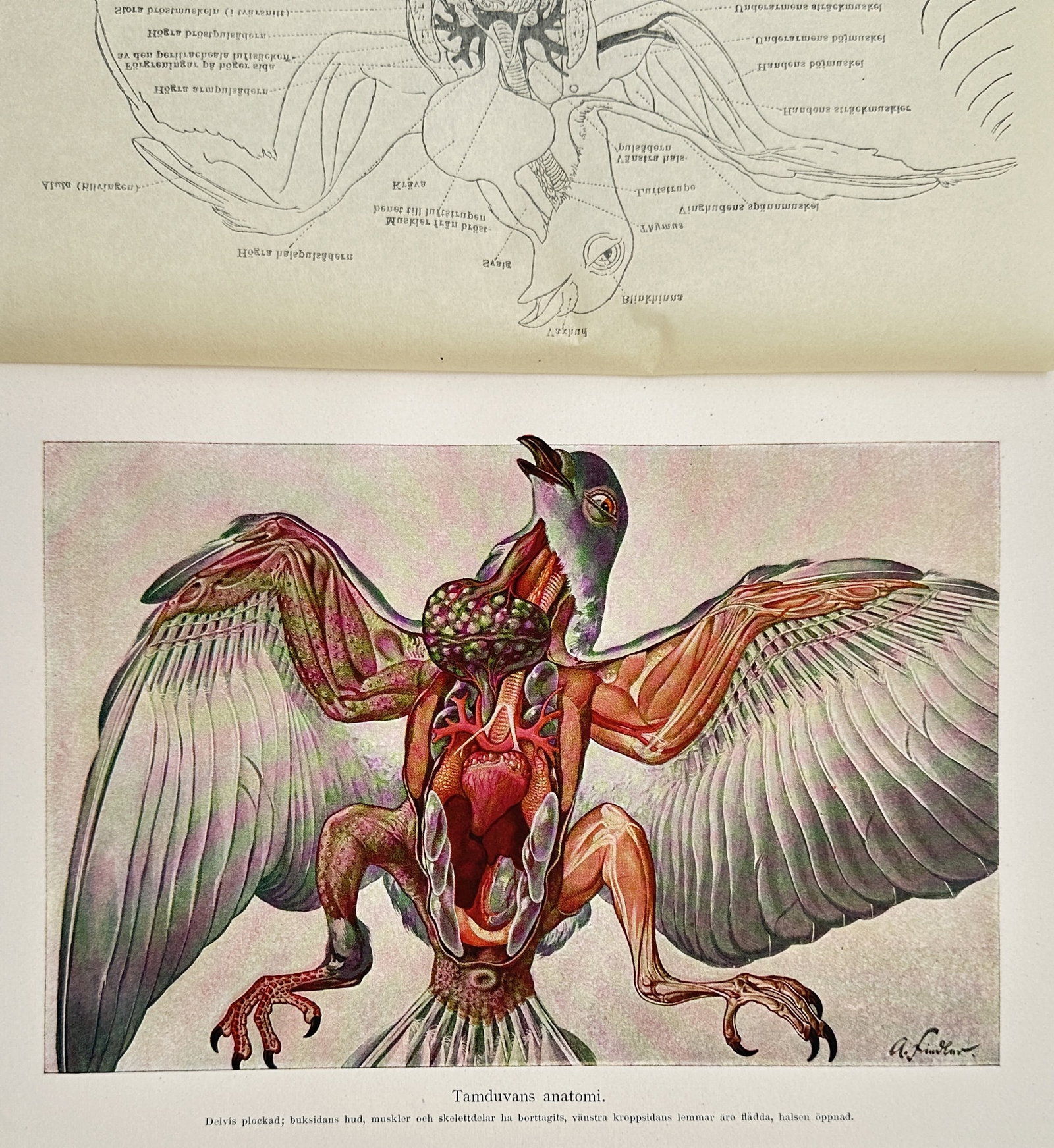 Albert Finster (1885–1971) – Anatomy of a Rock Dove – Lithograph (20th Century) (1 of 2)
