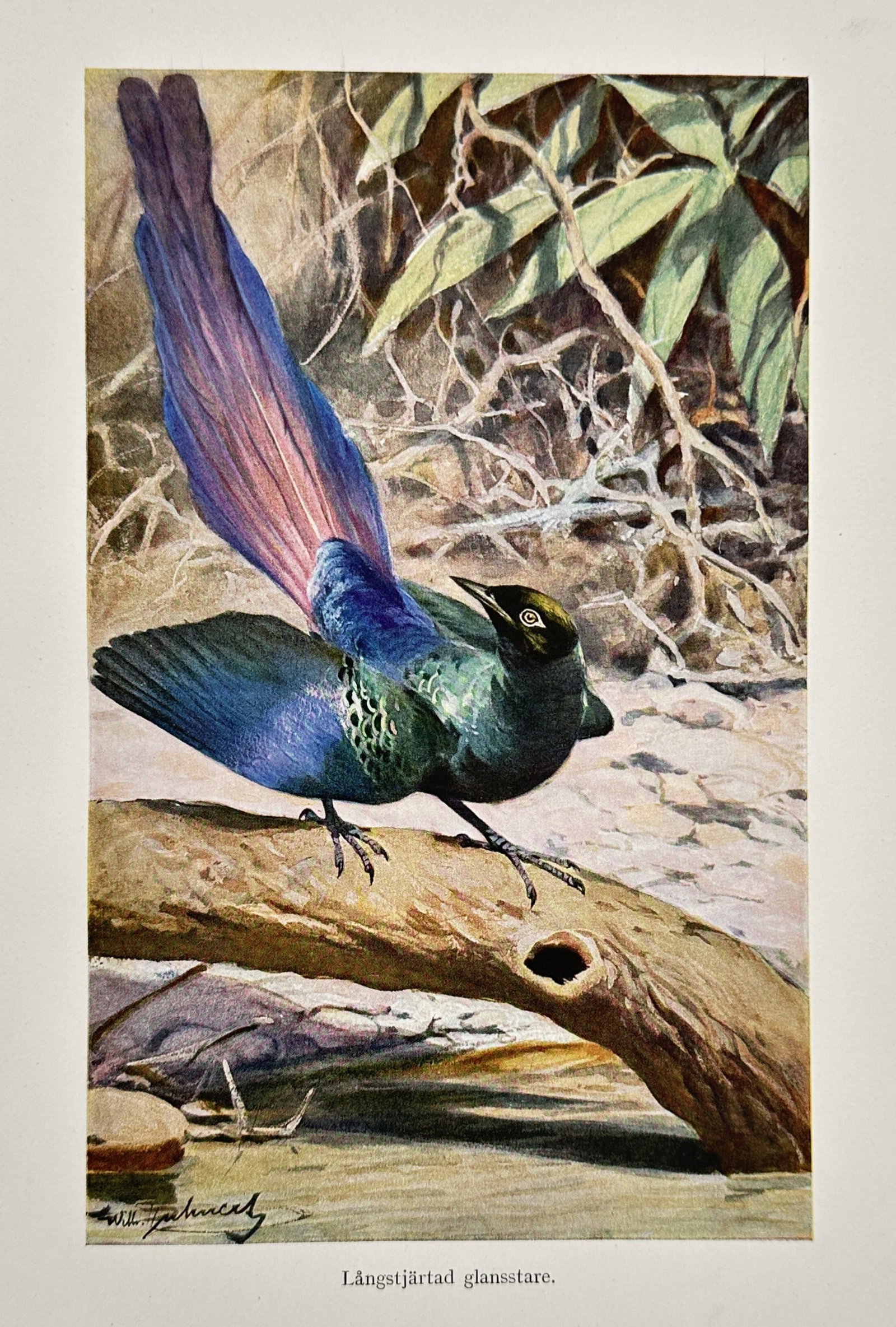 Wilhelm Kuhnert (1865-1926) – Long-tailed Glossy Starling – Lithograph (1891) (1 of 2)