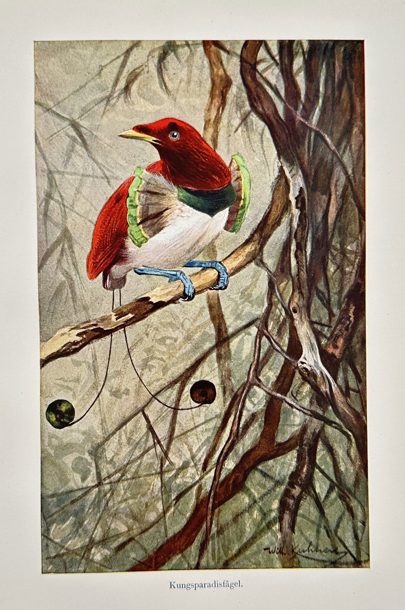 Wilhelm Kuhnert (1865-1926) – King Bird-of-paradise – Lithograph (1891): "Kungsparadisfågel." This work illustrates a King Bird-of-paradise perched on a slender branch, highlighting the species distinctive crimson plumage, white underparts, and wire-like tail feathers end