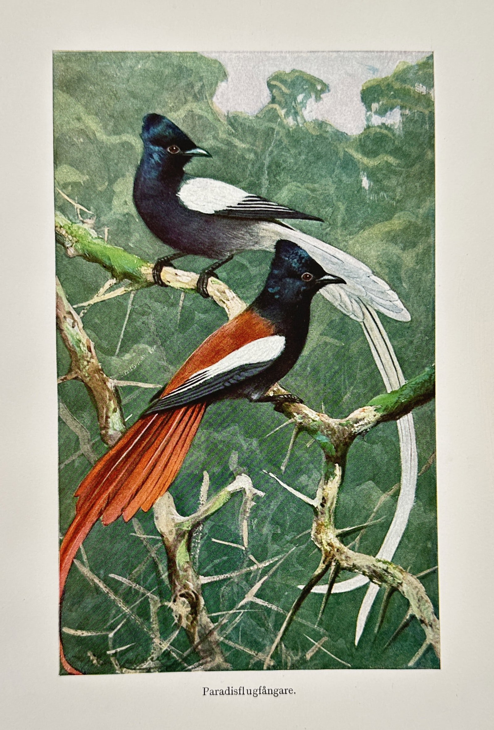 Wilhelm Kuhnert (1865-1926) – African Paradise Flycatcher – Lithograph (1891) (1 of 2)