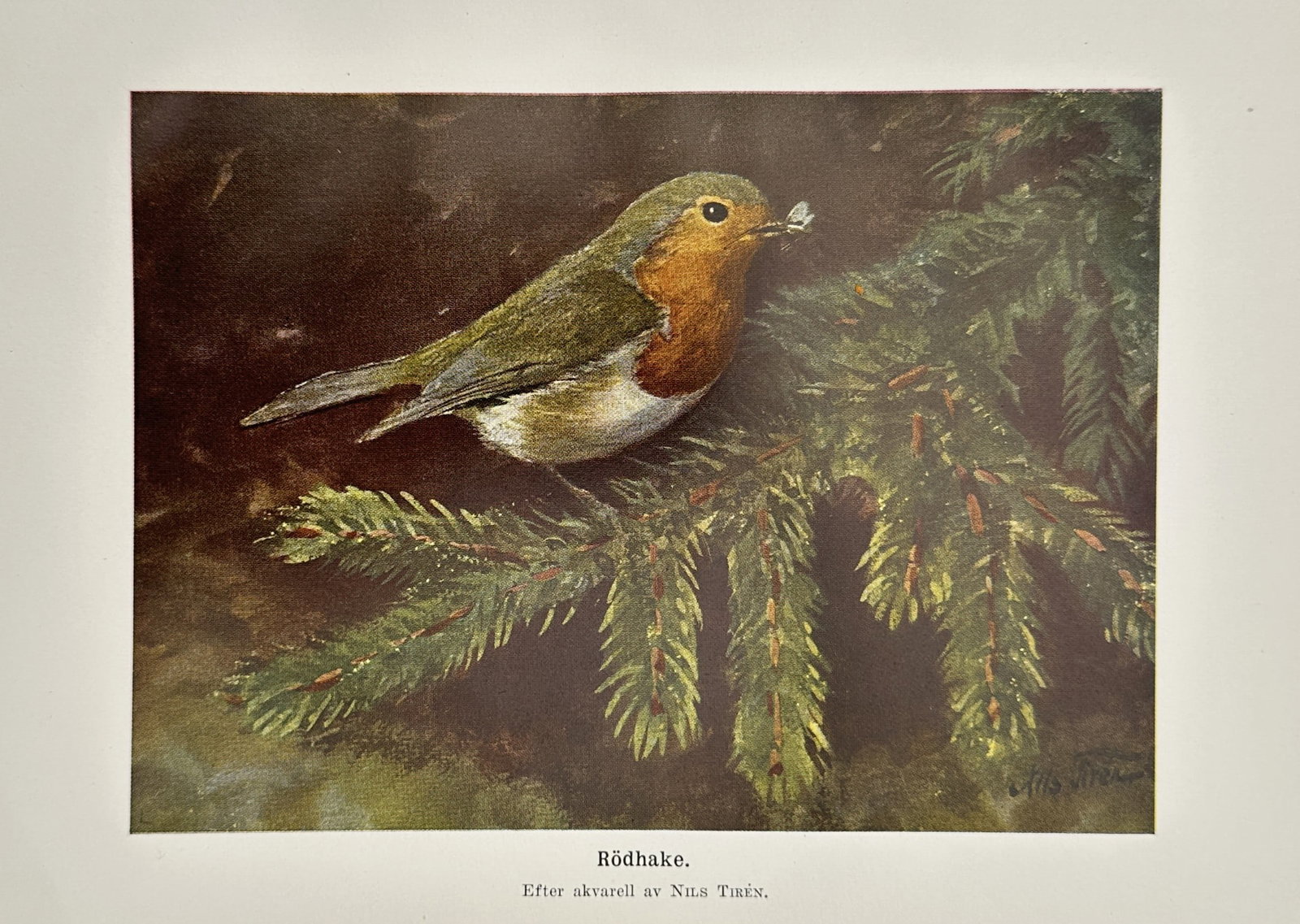 Nils Tirén (1885-1935) – European Robin – Lithograph (20th Century) (1 of 1)
