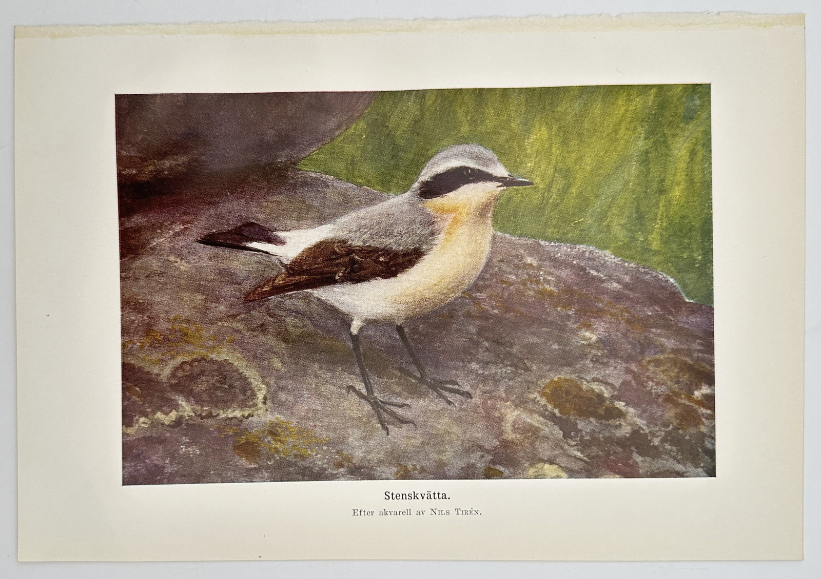 Nils Tirén (1885-1935) – Northern Wheatear – Lithograph (20th Century) (1 of 2)