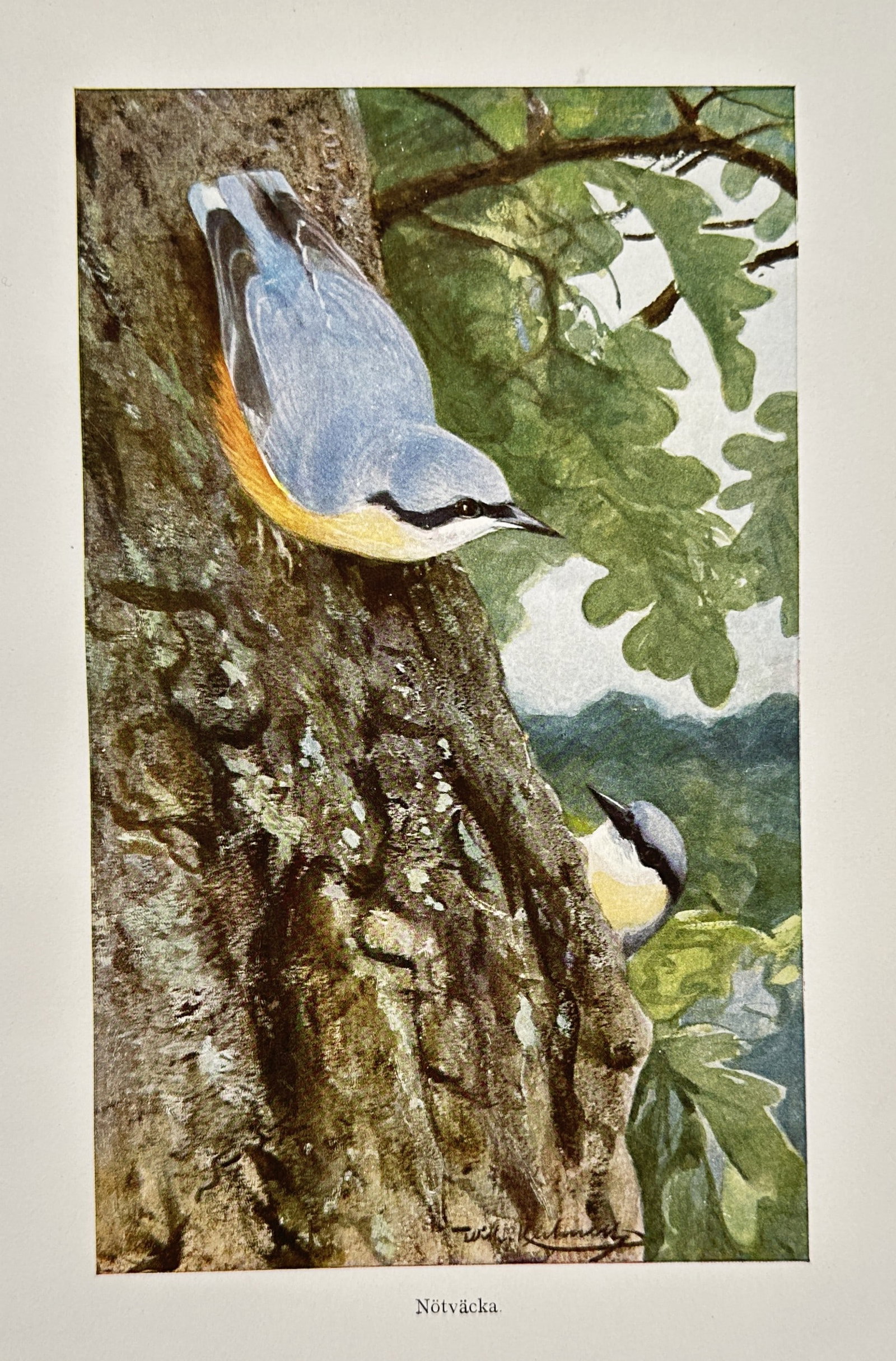 Wilhelm Kuhnert (1865-1926) – Eurasian Nuthatch – Lithograph (1891) (1 of 2)
