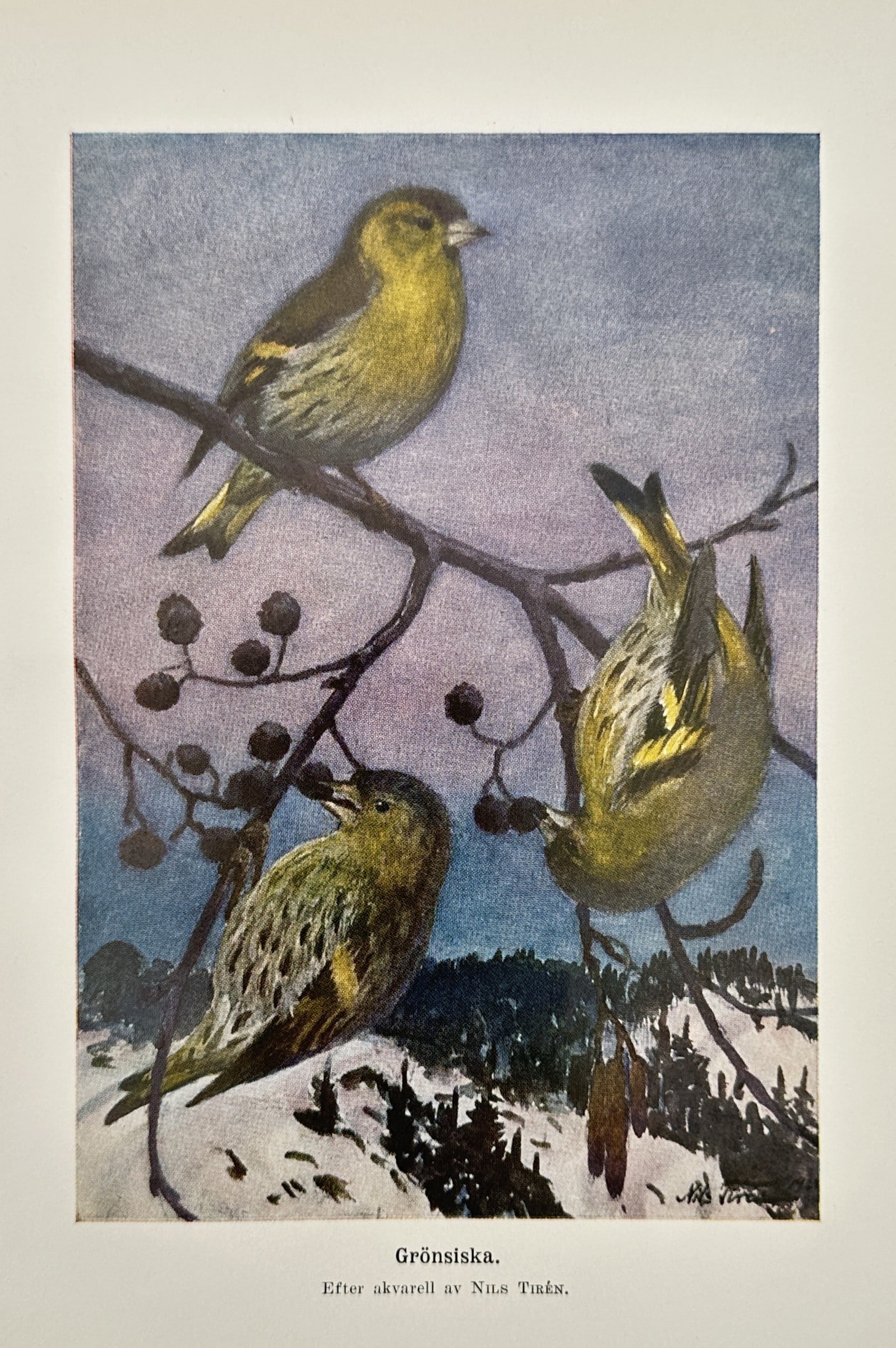 Nils Tirén (1885-1935) – Eurasian Siskin – Lithograph (20th Century) (1 of 2)