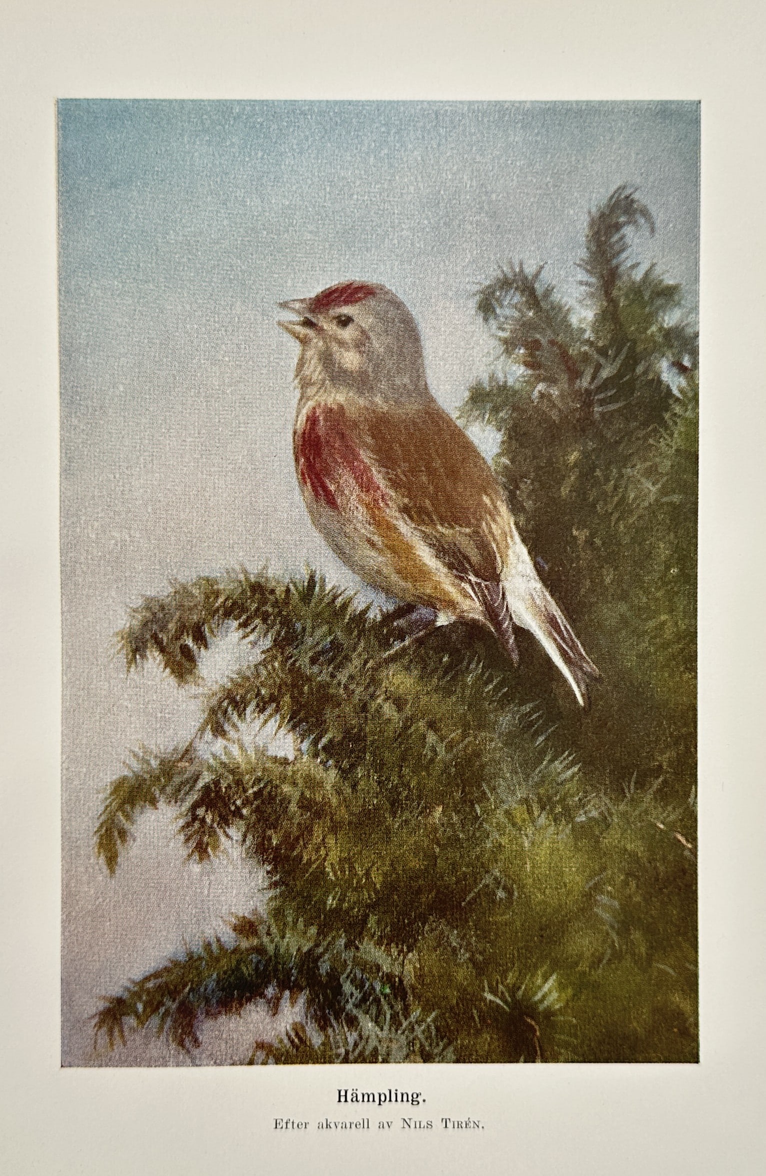 Nils Tirén (1885-1935) – Common Linnet – Lithograph (20th Century): "Hämpling. Efter akvarell av Nils Tirén." This work depicts a male Common Linnet perched atop a coniferous shrub, showing its characteristic red breast and forehead plumage. The print is a lithograp