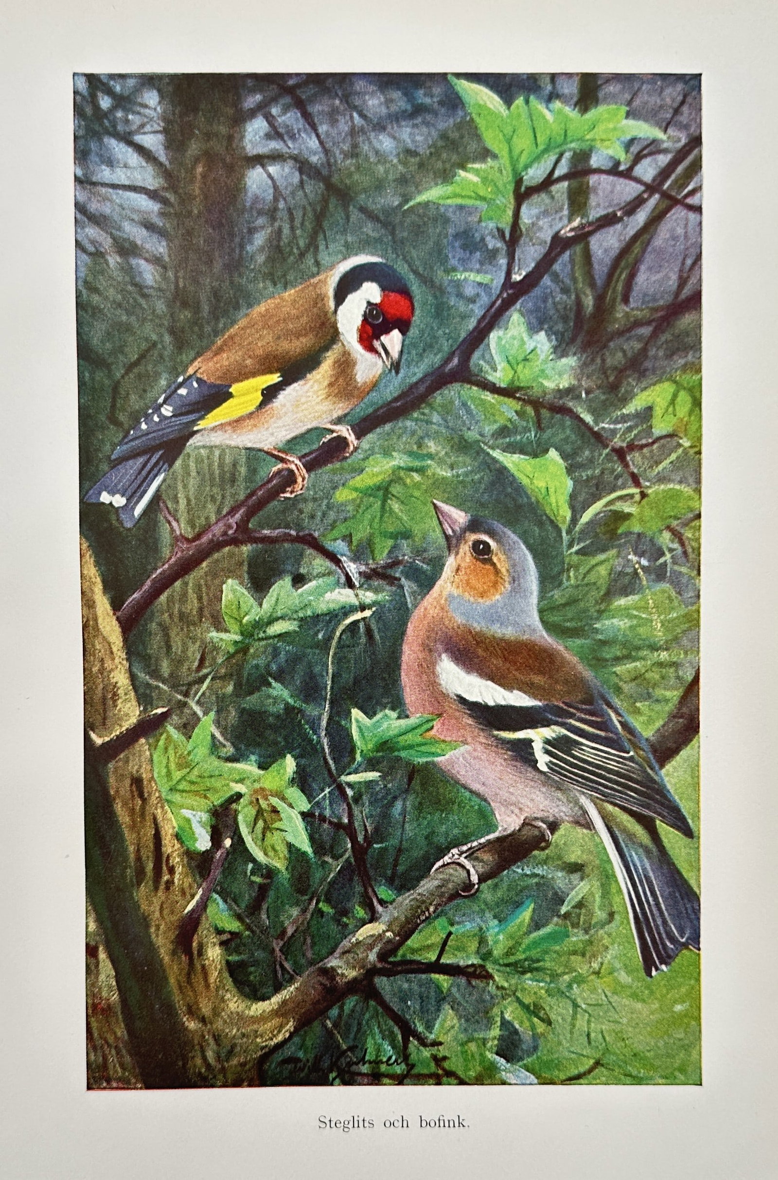 Wilhelm Kuhnert (1865-1926) – European Goldfinch and Common Chaffinch – Lithograph (1891): "Steglits och bofink." This plate features a European Goldfinch and a Common Chaffinch perched on leafy branches within a wooded setting, demonstrating the birds' distinctive plumage and social behavi