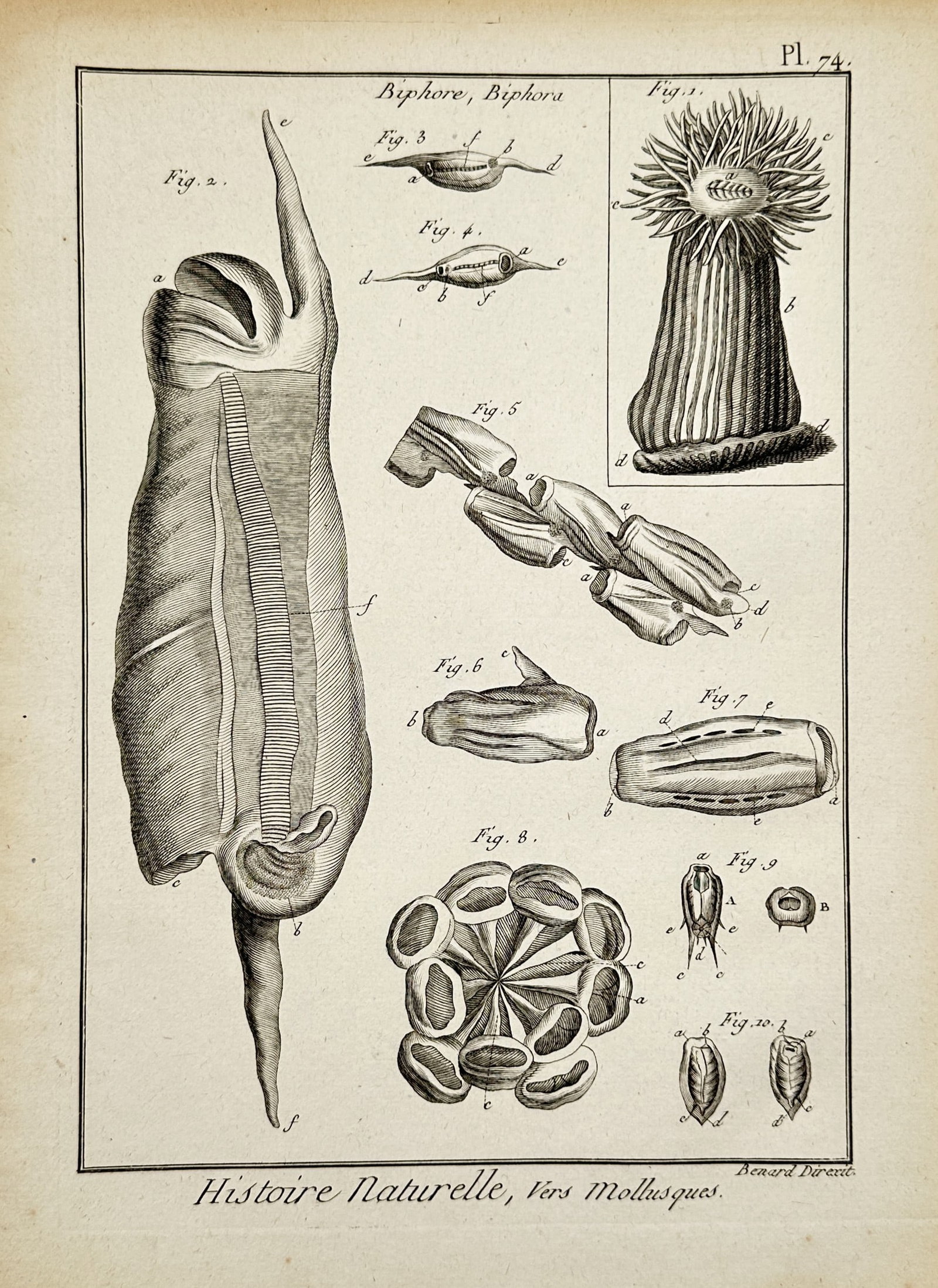 Robert Bénard (1734-1777) – Natural History, Worms and Mollusks – Engraving (1788) (1 of 2)