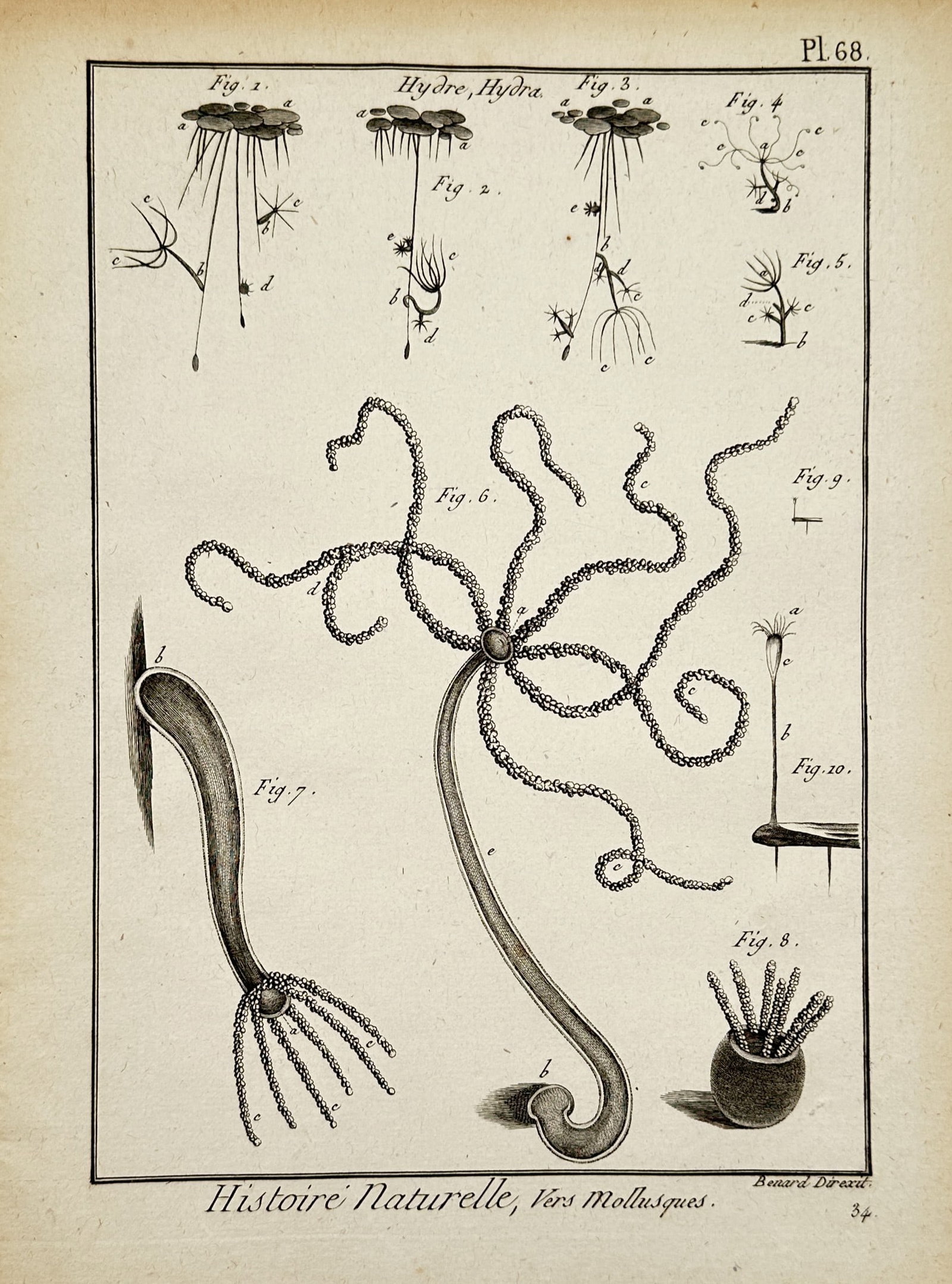 Robert Bénard (1734-1777) – Natural History, Worms and Mollusks – Engraving (1788): "Histoire Naturelle, Vers Mollusques." This copper engraving displays several figures of freshwater polyps and hydra, including detailed depictions of their tentacles and various stages of movement or