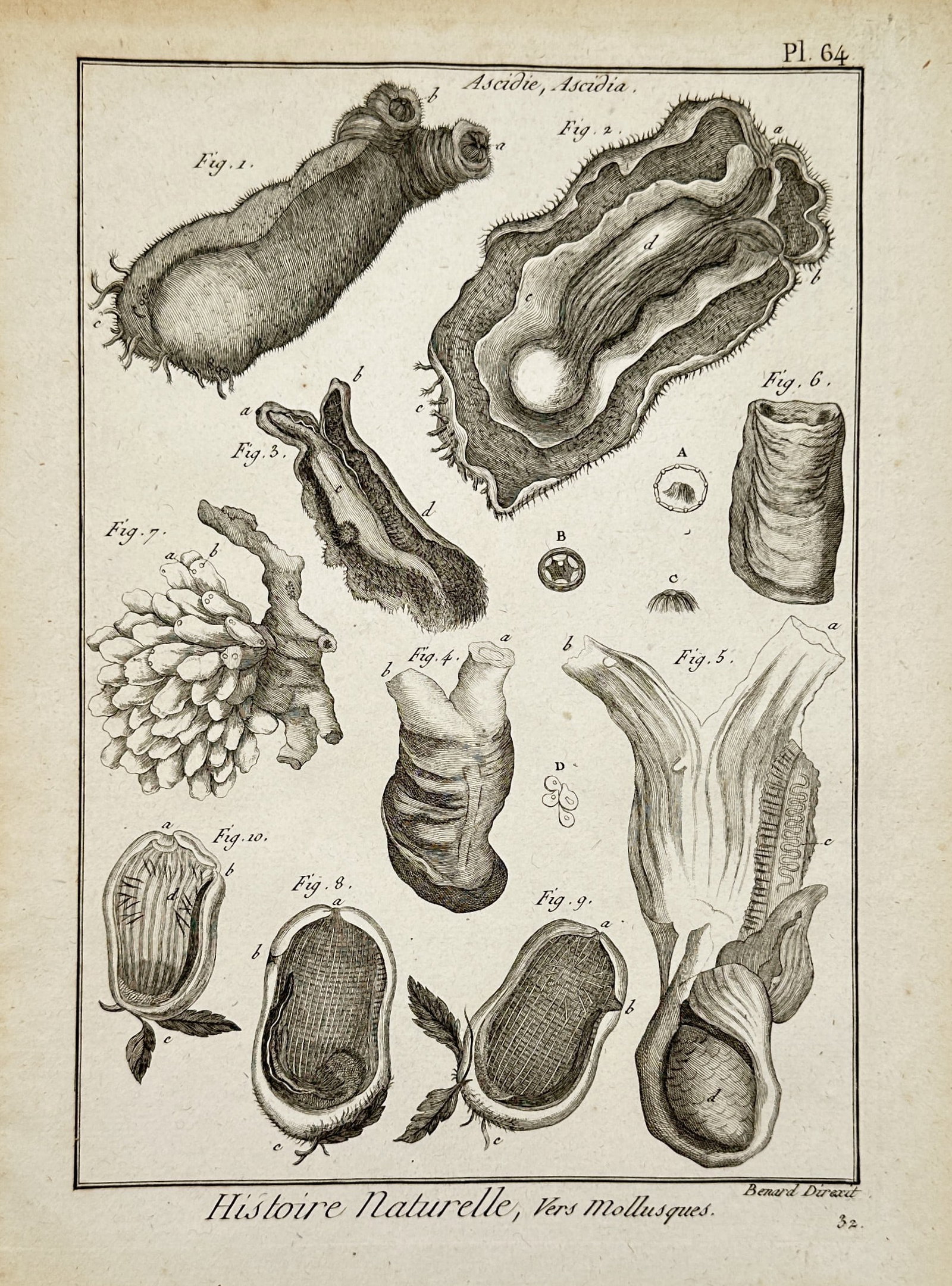 Robert Bénard (1734-1777) – Natural History, Worms and Mollusks – Engraving (1788): "Histoire Naturelle, Vers Mollusques." This copper engraving illustrates various species of Ascidians, commonly known as sea squirts, shown in both their external forms and internal anatomical structu
