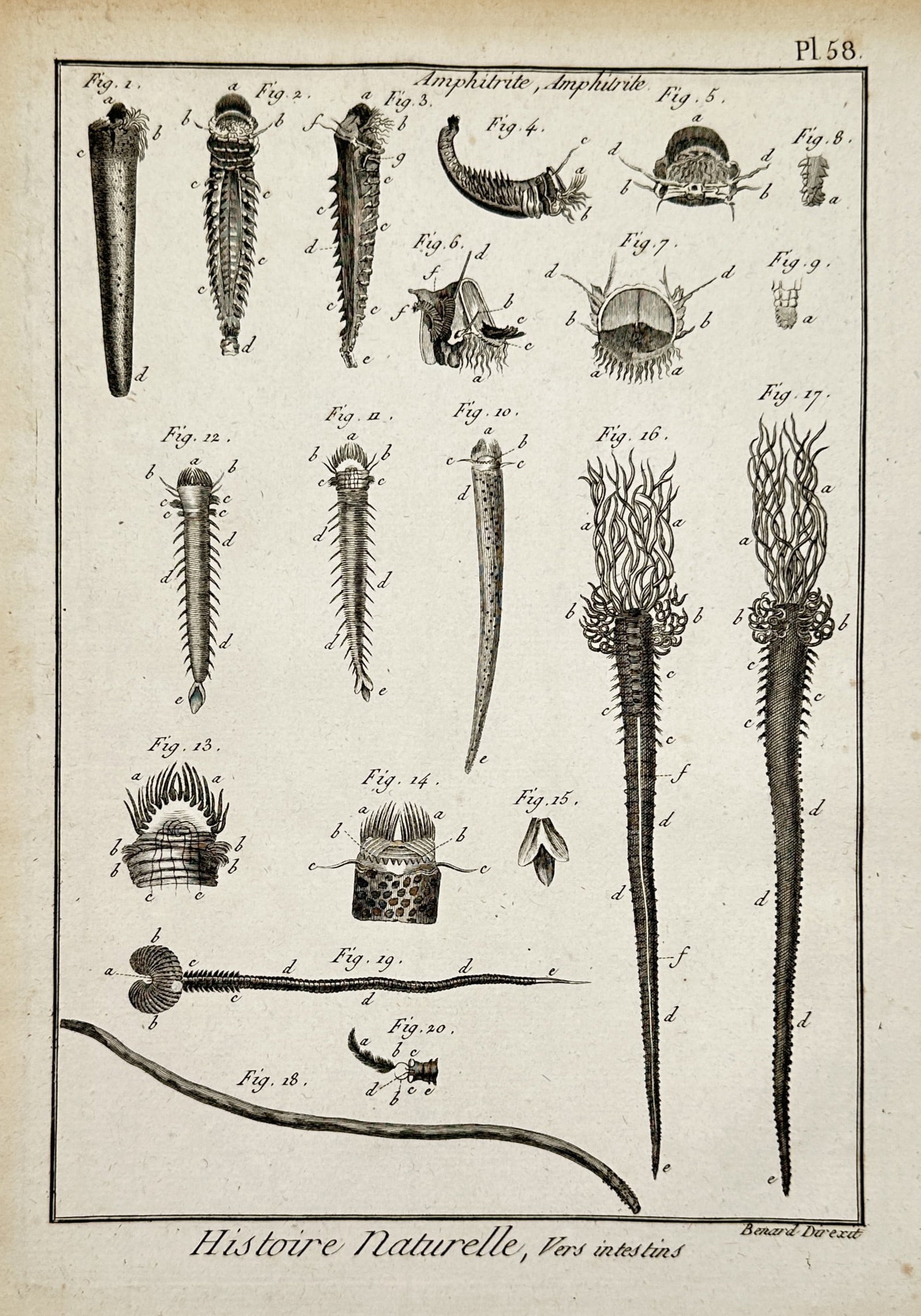 Robert Bénard (1734-1777) – Natural History, Intestinal Worms – Engraving (1788): "Histoire Naturelle, Vers intestins." This copper engraving depicts various species of polychaete worms, specifically those identified at the time as Amphitrite, showing detailed views of their segmen