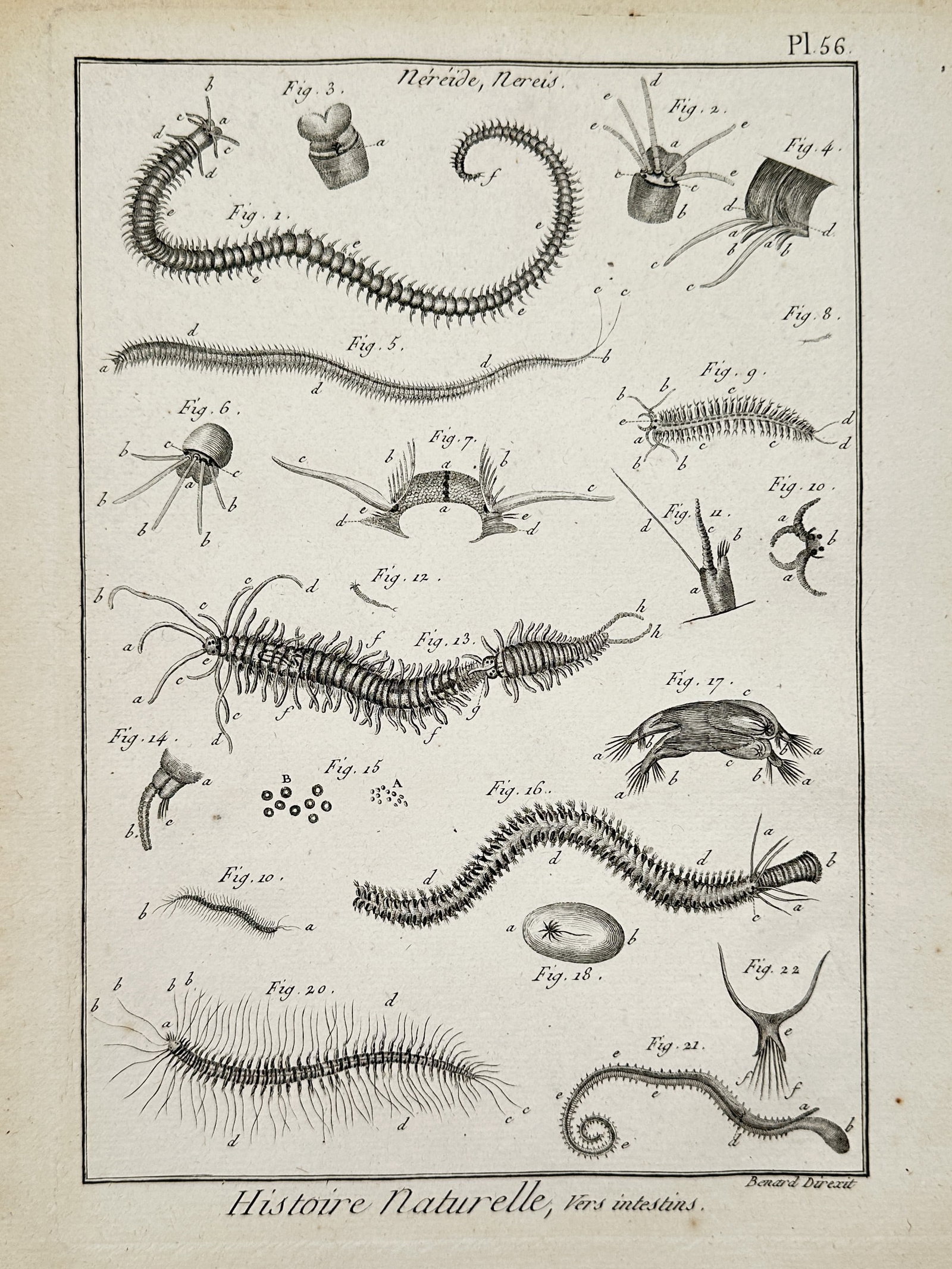 Robert Bénard (1734-1777) – Natural History, Intestinal Worms – Engraving (1788): "Histoire Naturelle, Vers intestins." This copper engraving presents a technical study of various marine annelids, primarily focusing on the genus Nereis, commonly known as ragworms or clam worms. The
