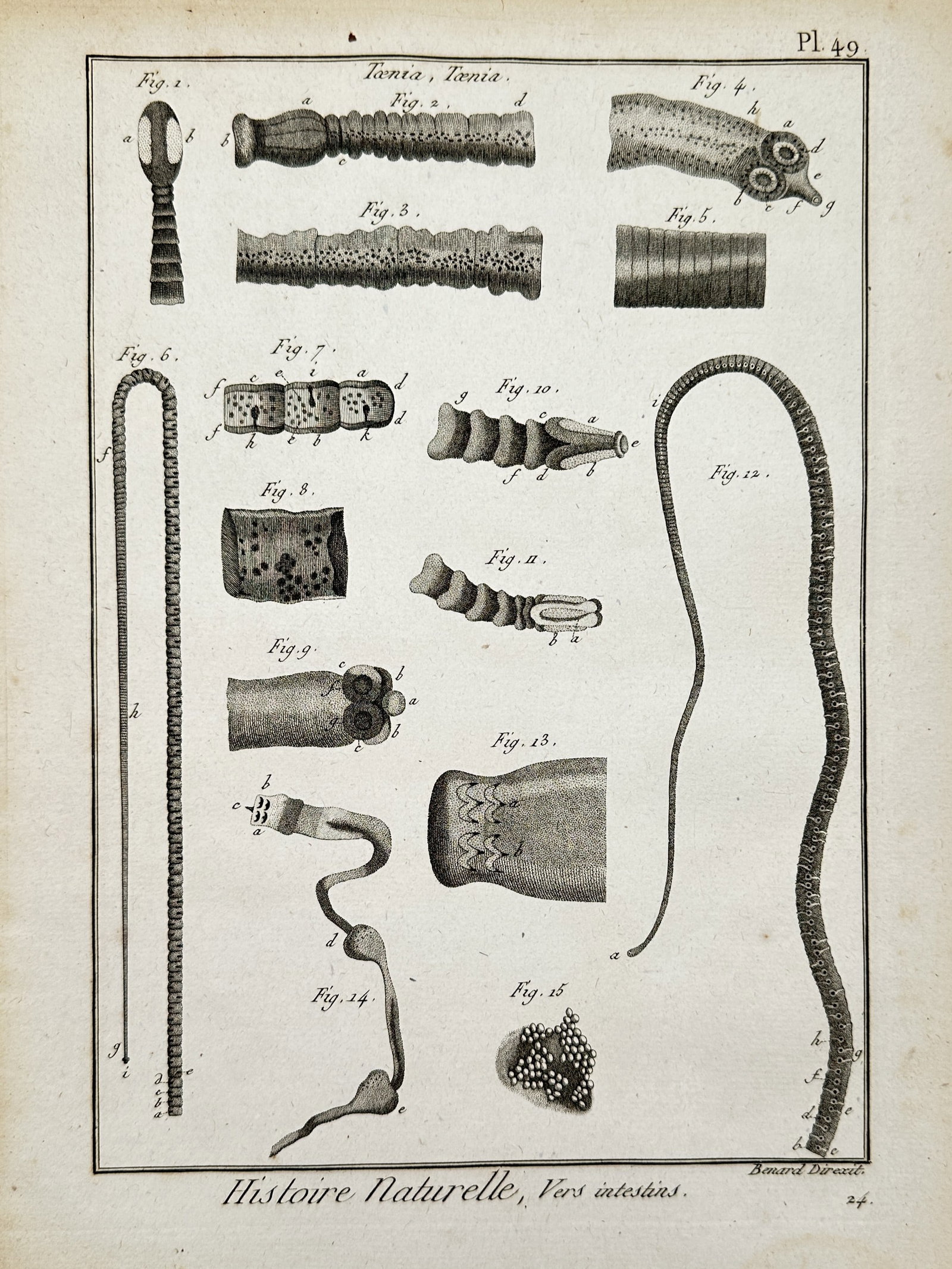 Robert Bénard (1734-1777) – Natural History, Intestinal Worms – Engraving (1788): "Histoire Naturelle, Vers intestins." This copper engraving provides a scientific examination of several species of Taenia, or tapeworms, illustrating the scolex (head) with suckers and hooks, as well