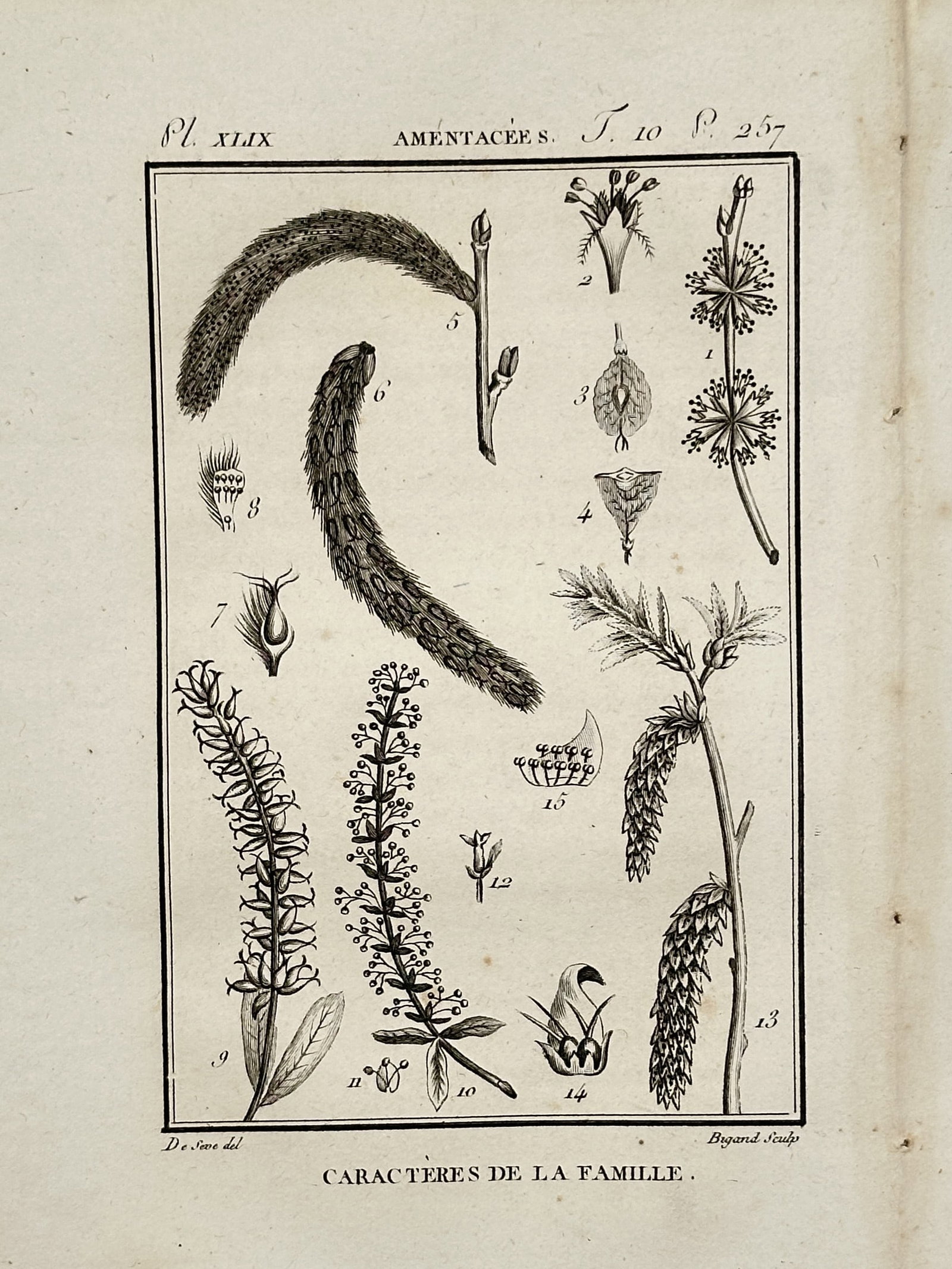Robert Bénard (1734-1777) – Botanical Characters: Amentaceae – Copper engraving (1785): "Amentacées. Caractères de la Famille." This copper engraving provides a precise botanical analysis of the Amentaceous family. The plate illustrates various stages of floral development, including d