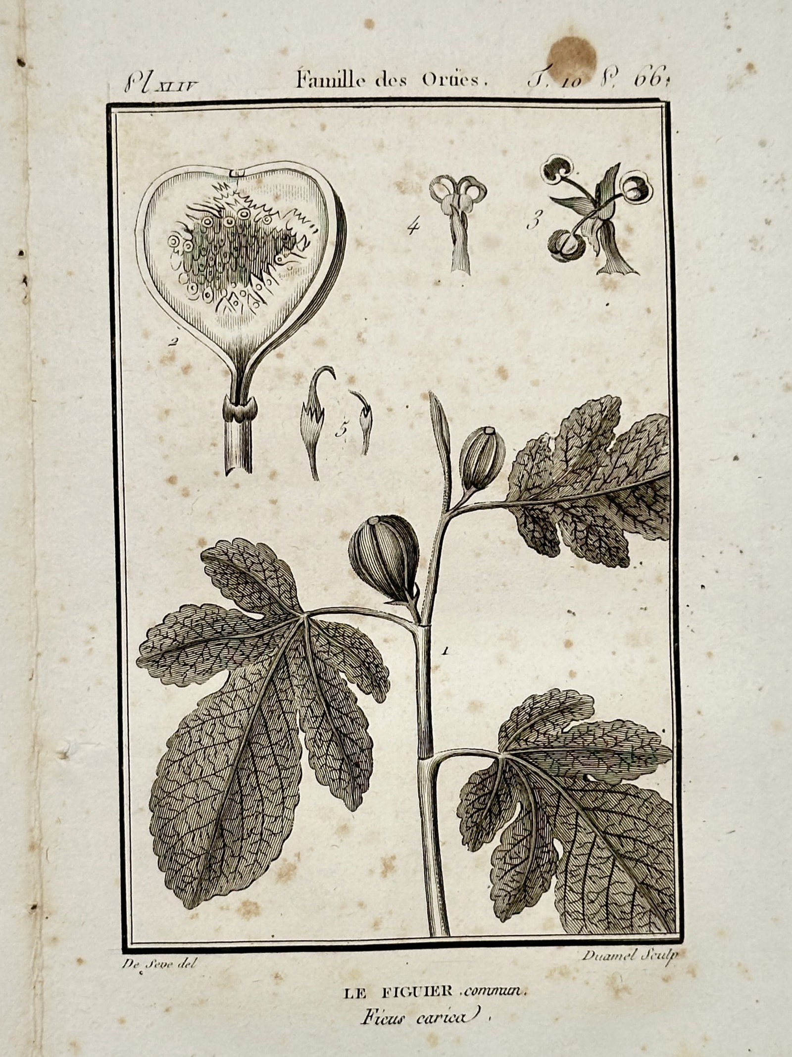 Robert Bénard (1734-1777) – The Common Fig (Ficus carica) – Copper engraving (1785): This copper engraving provides a comprehensive botanical study of the common fig tree. The plate features a central branch with characteristic lobed leaves and developing fruit, accompanied by detaile