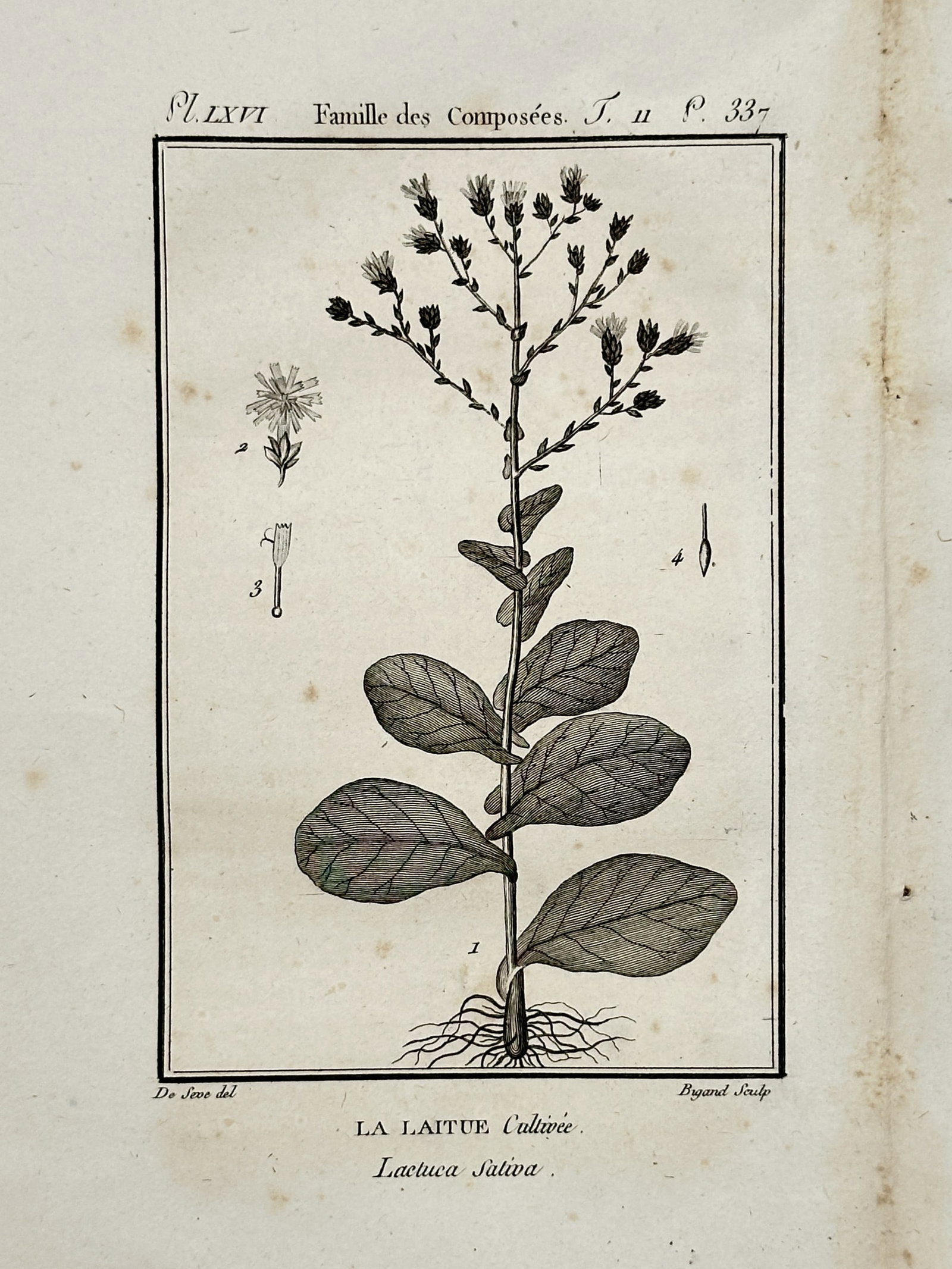 Robert Bénard (1734-1777) – Cultivated Lettuce (Lactuca sativa) – Copper engraving (1785): This copper engraving provides an anatomical study of the cultivated lettuce plant in its bolted (flowering) state. The illustration displays the entire plant from root to inflorescence, accompanied b