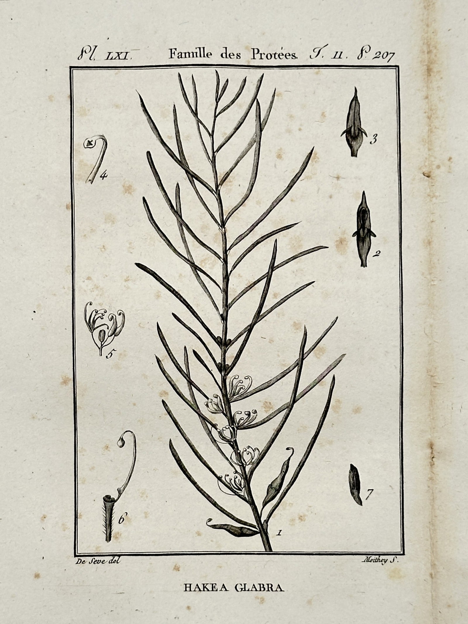 Robert Bénard (1734-1777) – Hakea Glabra – Copper engraving (1785): This copper engraving presents a detailed botanical illustration of a specimen from the Hakea genus, a group of shrubs and trees in the Proteaceae family. The plate depicts the plant's characteristic 