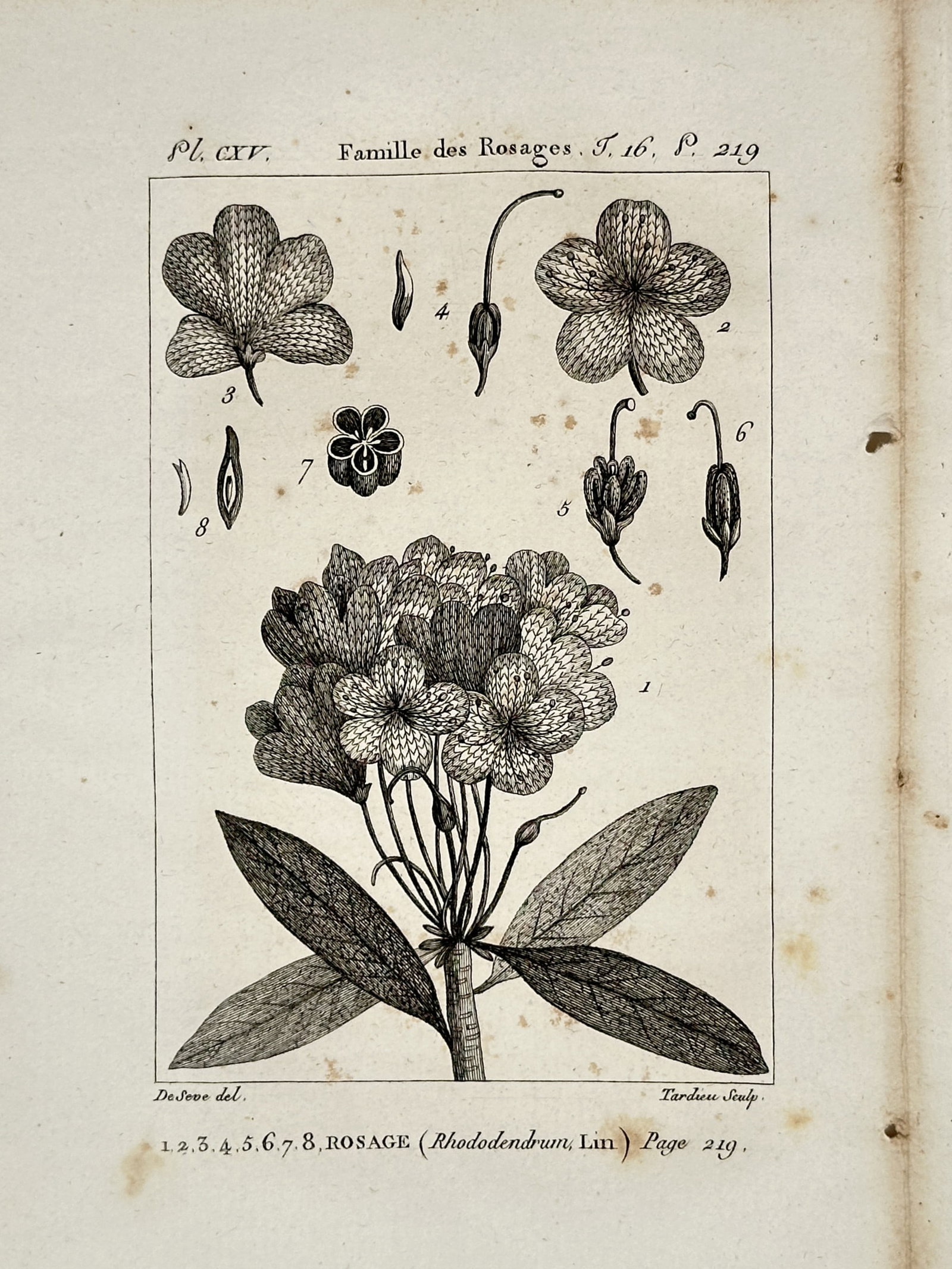 Robert Bénard (1734-1777) – ROSAGE (Rhododendrum) – Copper engraving (1785): This copper engraving offers a detailed botanical dissection of the Rhododendron plant. The "Famille des Rosages," the work is from the Comte de Buffon’s landmark Histoire Naturelle, générale et p