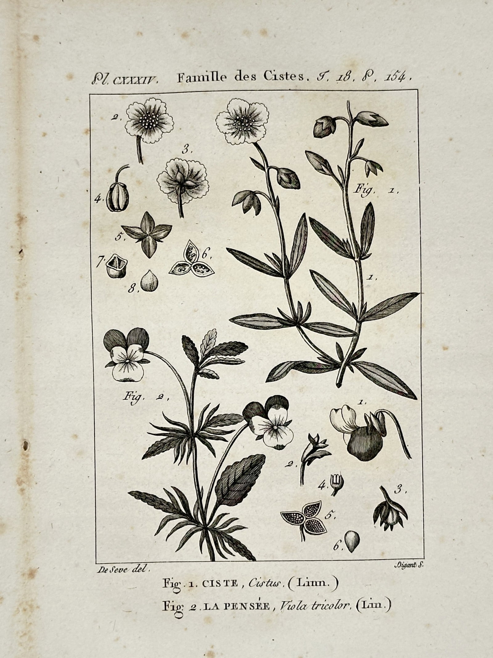 Robert Bénard (1734-1777) – Rockrose and Wild Pansy – Copper engraving (1785): This copper engraving provides a comparative botanical study of two distinct flowering plants.The "Famille des Cistes," the work is sourced from the Comte de Buffon’s monumental Histoire Naturelle, 