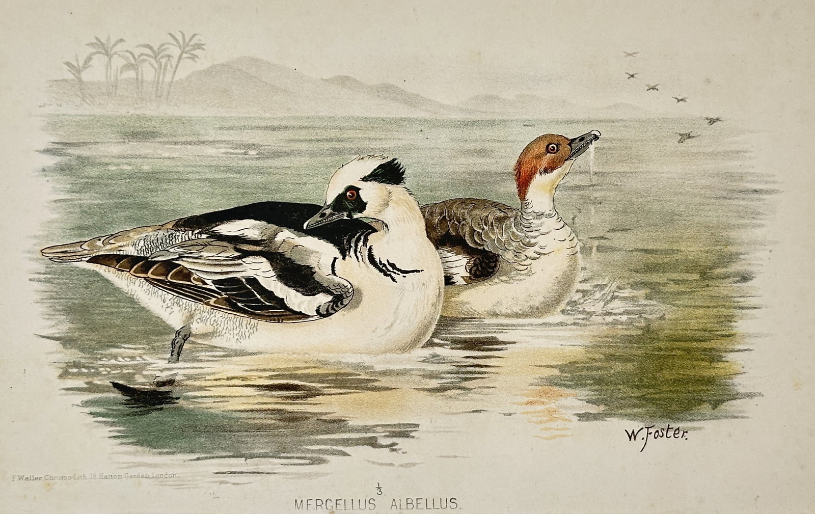 William Foster (1853-1924) – Smew (Mergellus albellus) – Chromolithograph (1888): "MERGELLUS ALBELLUS." This vibrant chromolithograph depicts a pair of Smews—a small species of duck—floating on a body of water. The male is shown in the foreground with its distinctive white plum