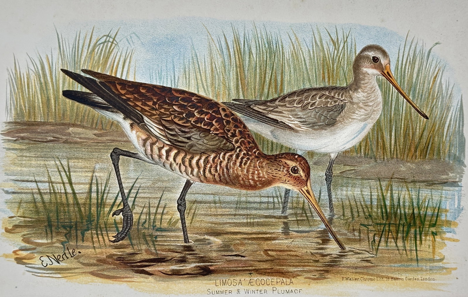 Edward Neale (1833–1904) – Black-Tailed Godwit: Summer and Winter Plumage – Chromolithograph: "LIMOSA ÆGOCEPHALA. Summer & Winter Plumage." This chromolithograph illustrates two Black-tailed Godwits in a marshy habitat, highlighting the seasonal variation in their appearance. The foreground b